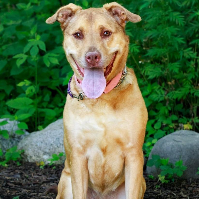 Cinnamon, a Adoptable mixed breed in Easton, PA image 1/6