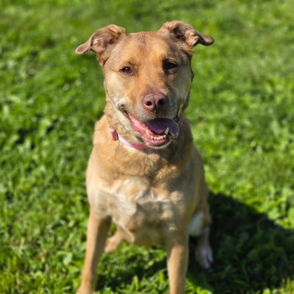 Cinnamon, a Adoptable mixed breed in Easton, PA image 2/6