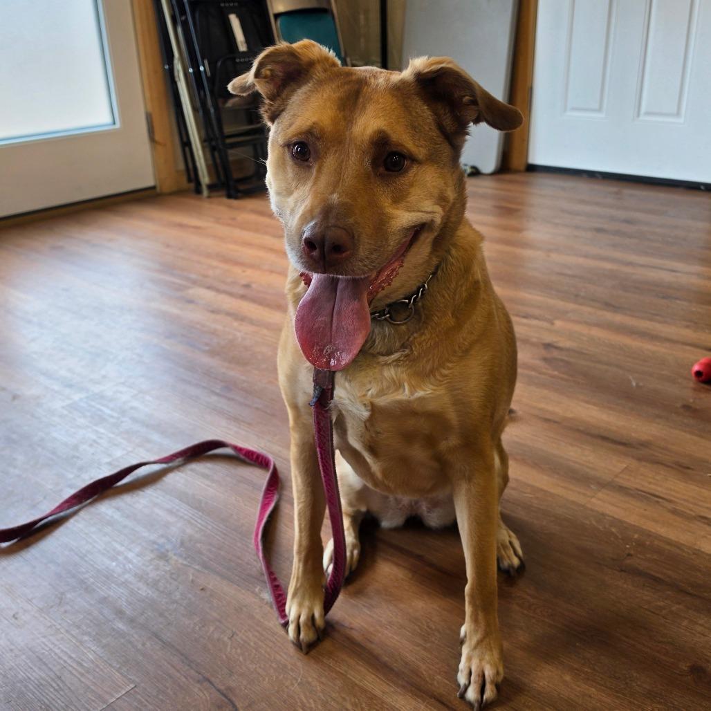 Cinnamon, a Adoptable mixed breed in Easton, PA image 3/6