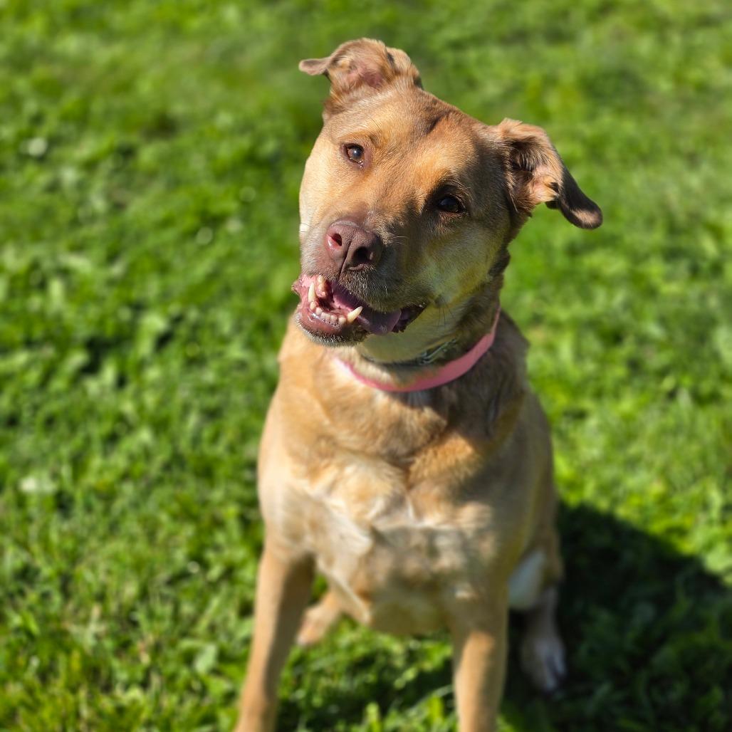 Cinnamon, a Adoptable mixed breed in Easton, PA image 4/6