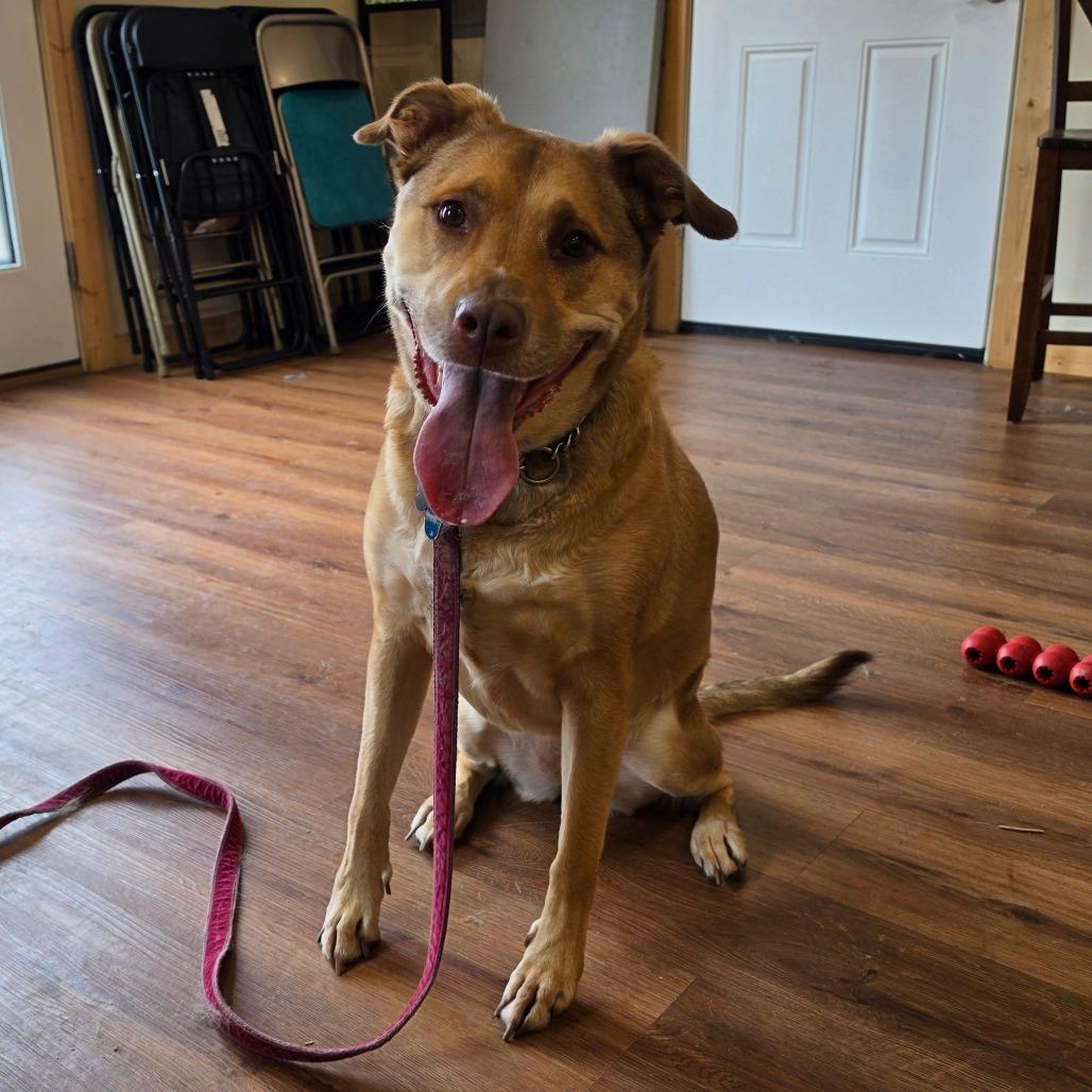 Cinnamon, a Adoptable mixed breed in Easton, PA image 5/6