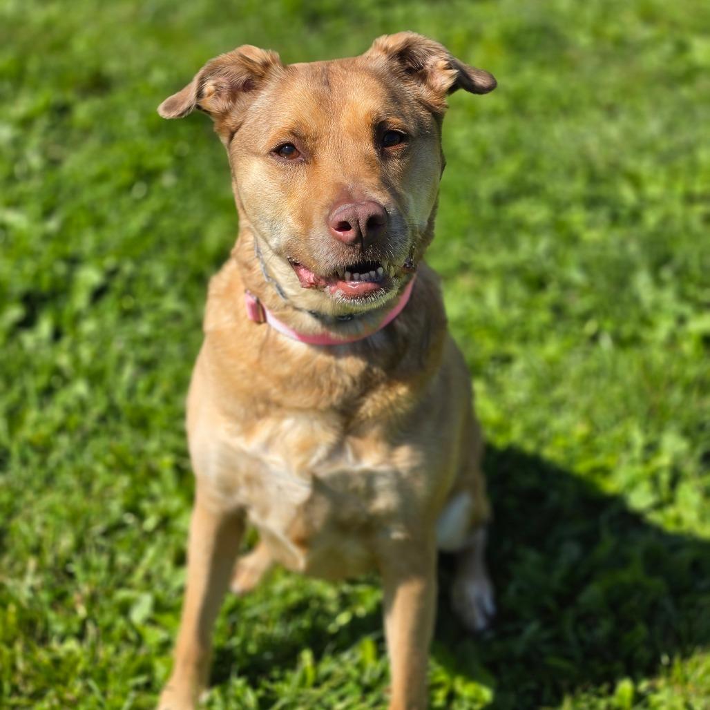 Cinnamon, a Adoptable mixed breed in Easton, PA image 6/6