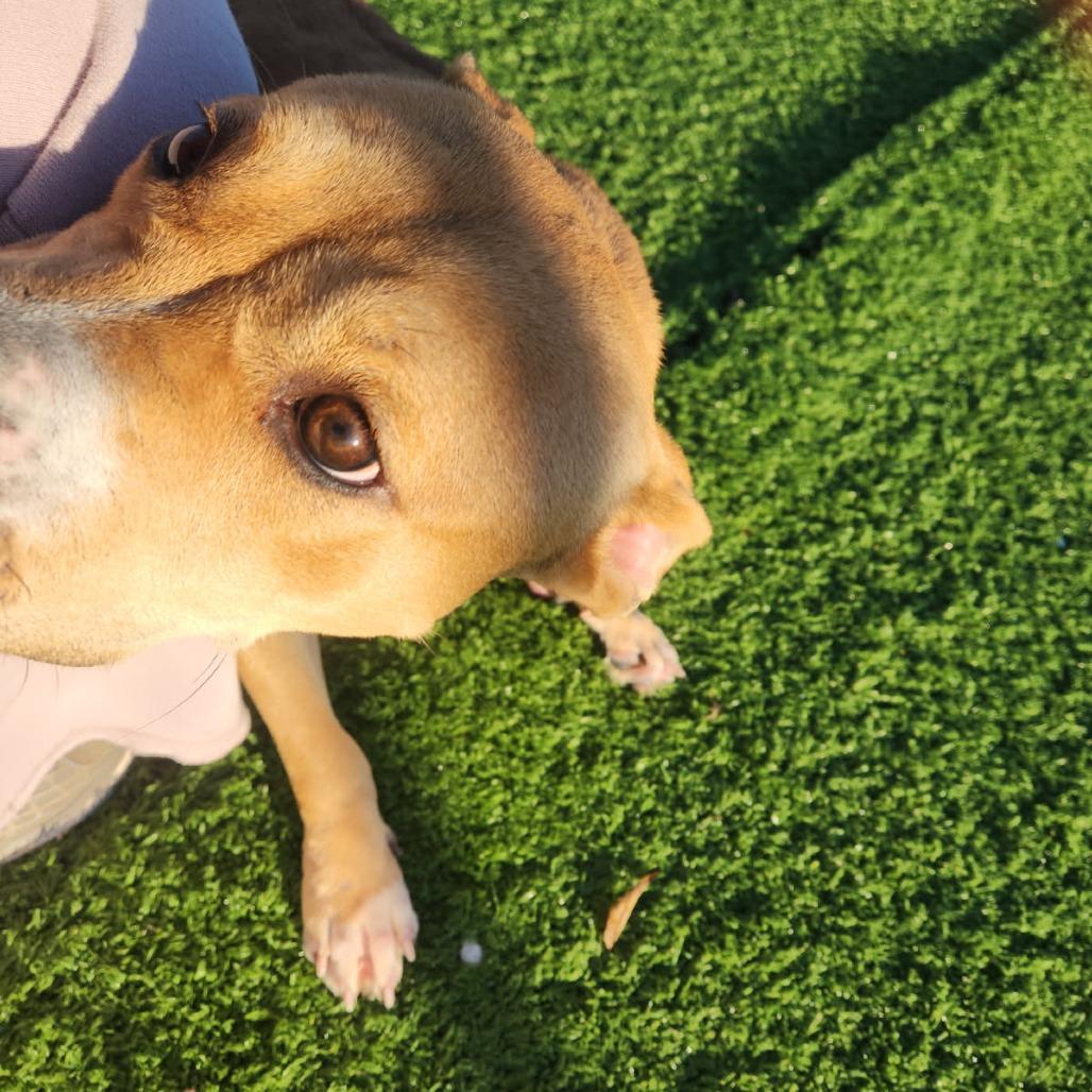 Eileen, Adoptable, Adult Female Mixed Breed & Mixed Breed.