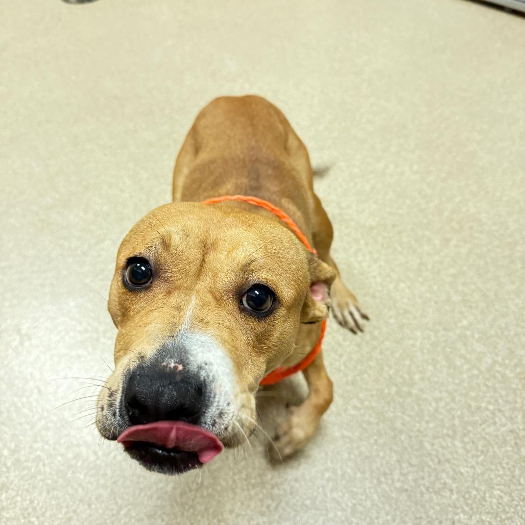 Eileen, a Adoptable mixed breed in Bristol, IN image 2/4