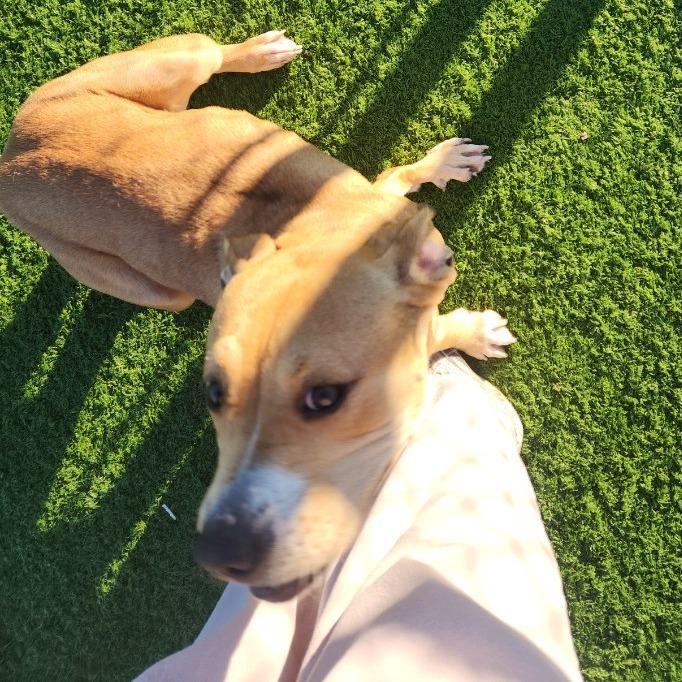 Eileen, a Adoptable mixed breed in Bristol, IN image 3/4