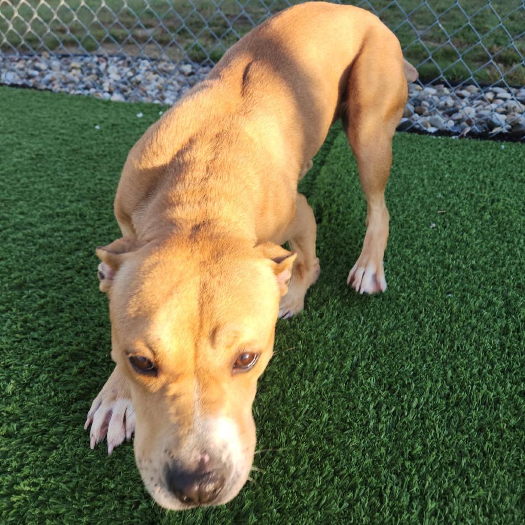 Eileen, a Adoptable mixed breed in Bristol, IN image 4/4