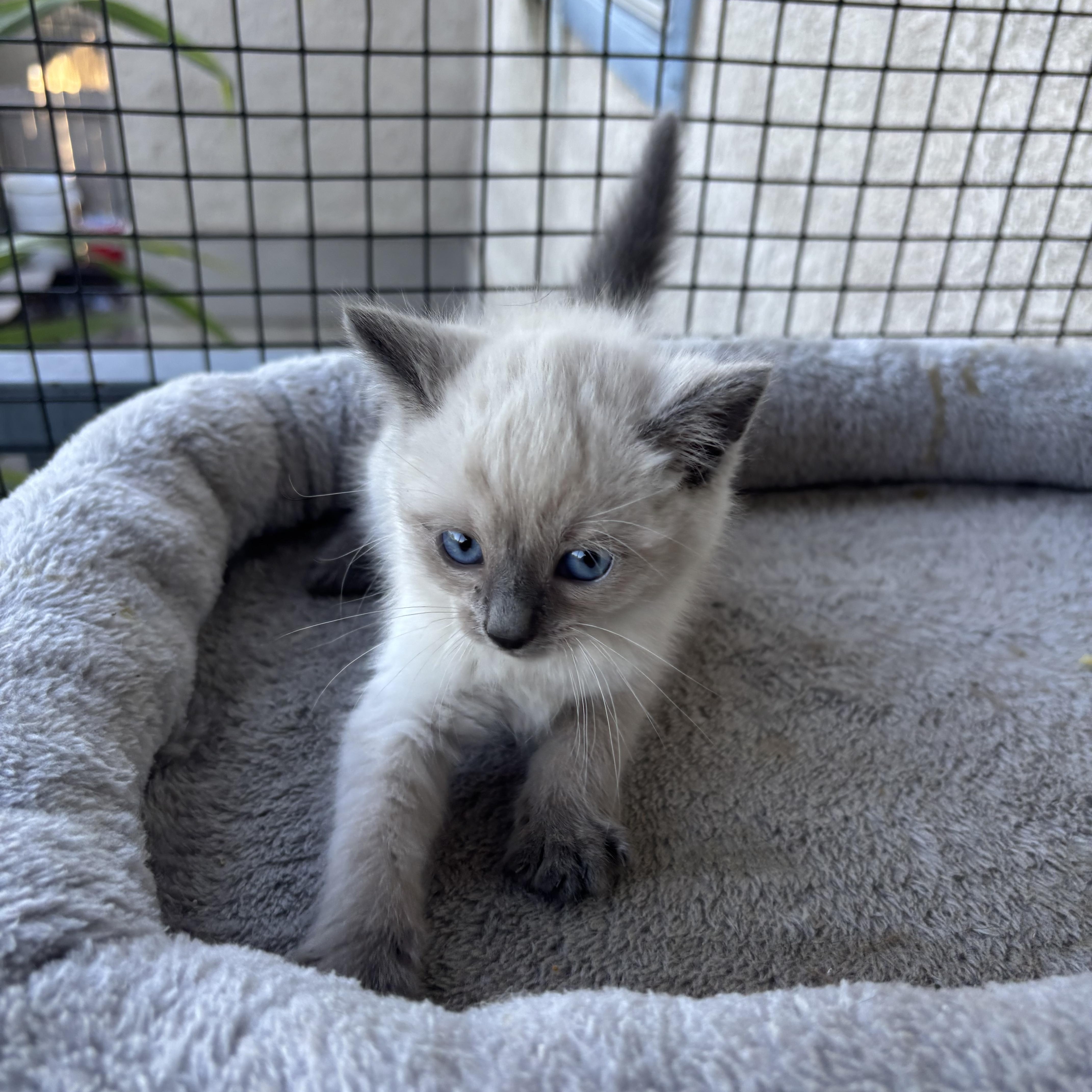 Cedar, a ADOPTABLE Snowshoe in Costa Mesa, CA image 1/4