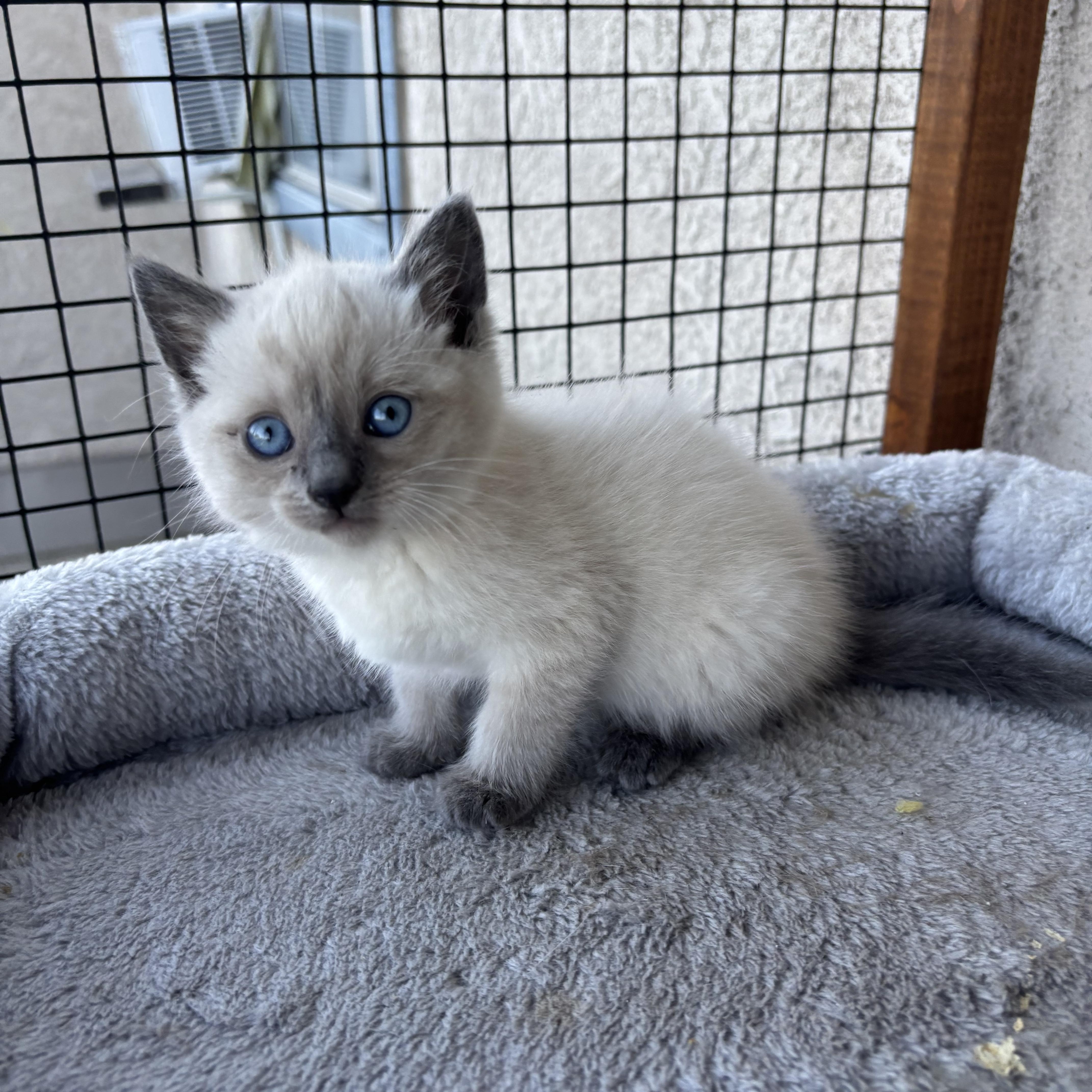Cedar, a ADOPTABLE Snowshoe in Costa Mesa, CA image 4/4