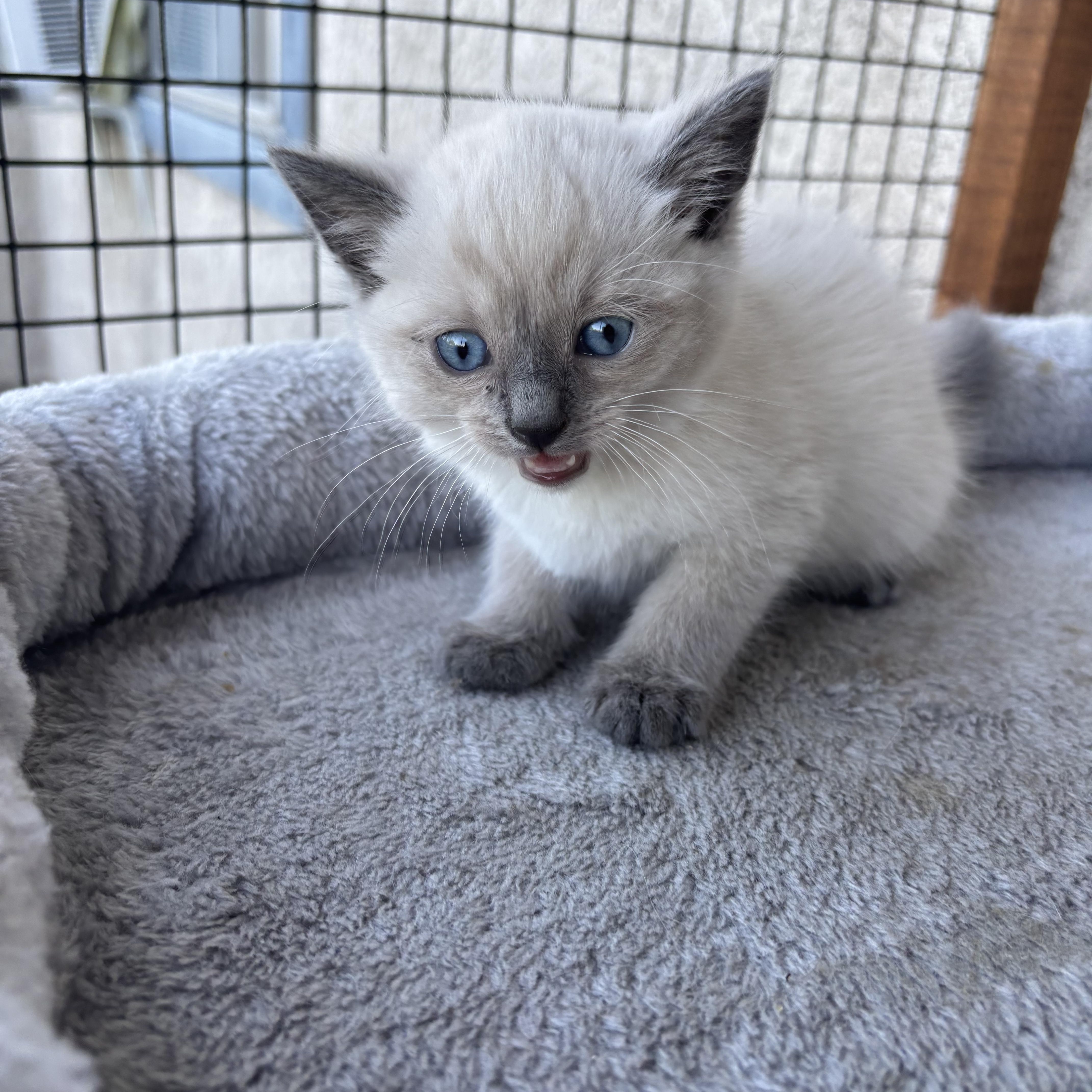 Cedar, a ADOPTABLE Snowshoe in Costa Mesa, CA image 2/4