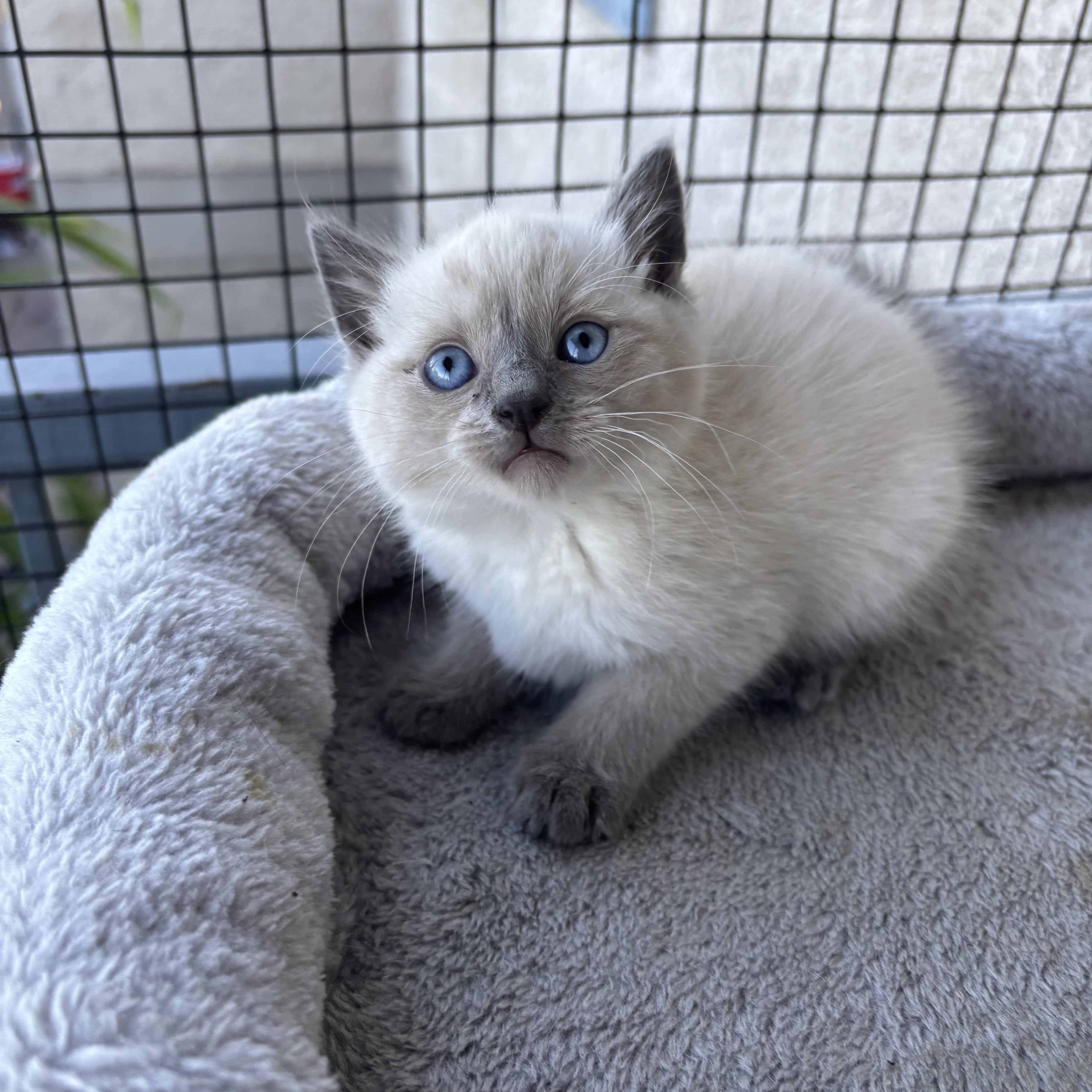 Cedar, a ADOPTABLE Snowshoe in Costa Mesa, CA image 3/4