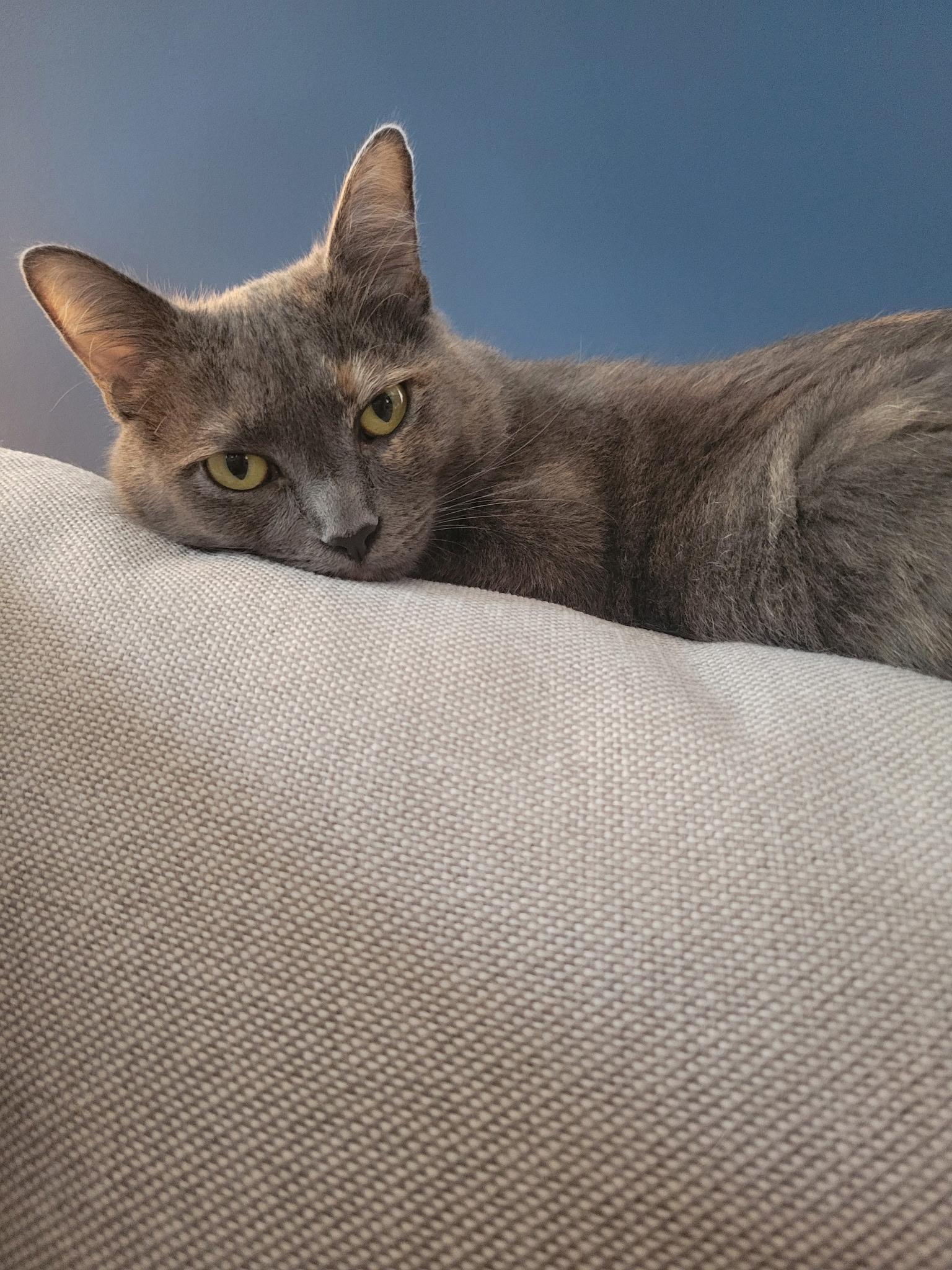 Enlarge Ursa, a ADOPTABLE mixed breed in Mount Pleasant, SC image 2/2