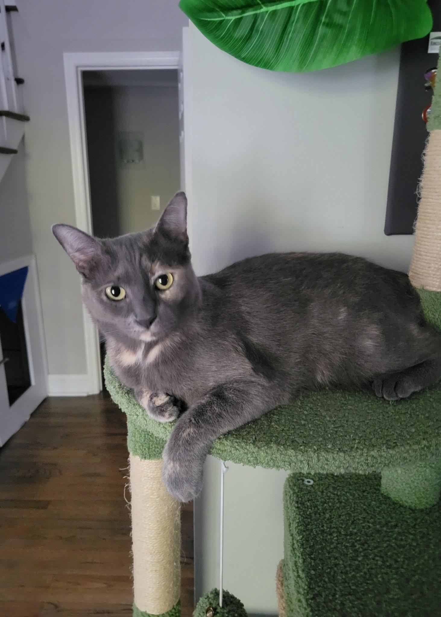 Enlarge Ursa, a ADOPTABLE mixed breed in Mount Pleasant, SC image 1/2