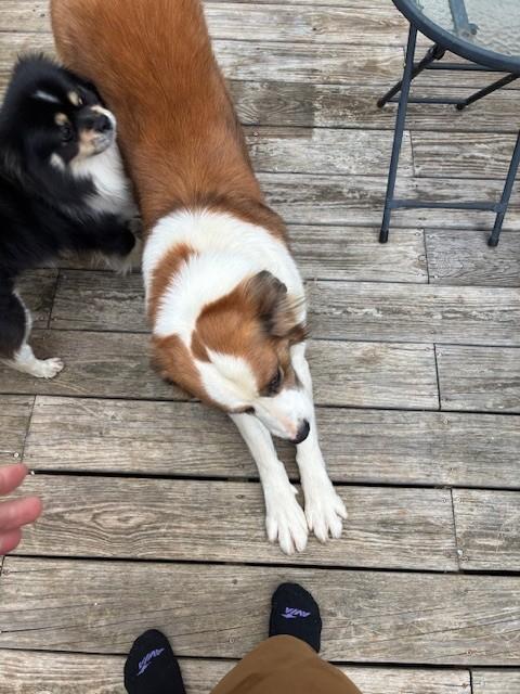 Buster, a ADOPTABLE mixed breed in vALE, NC image 2/2