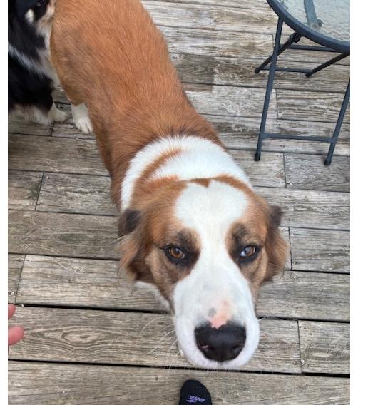 Buster, ADOPTABLE, Young Male Saint Bernard.