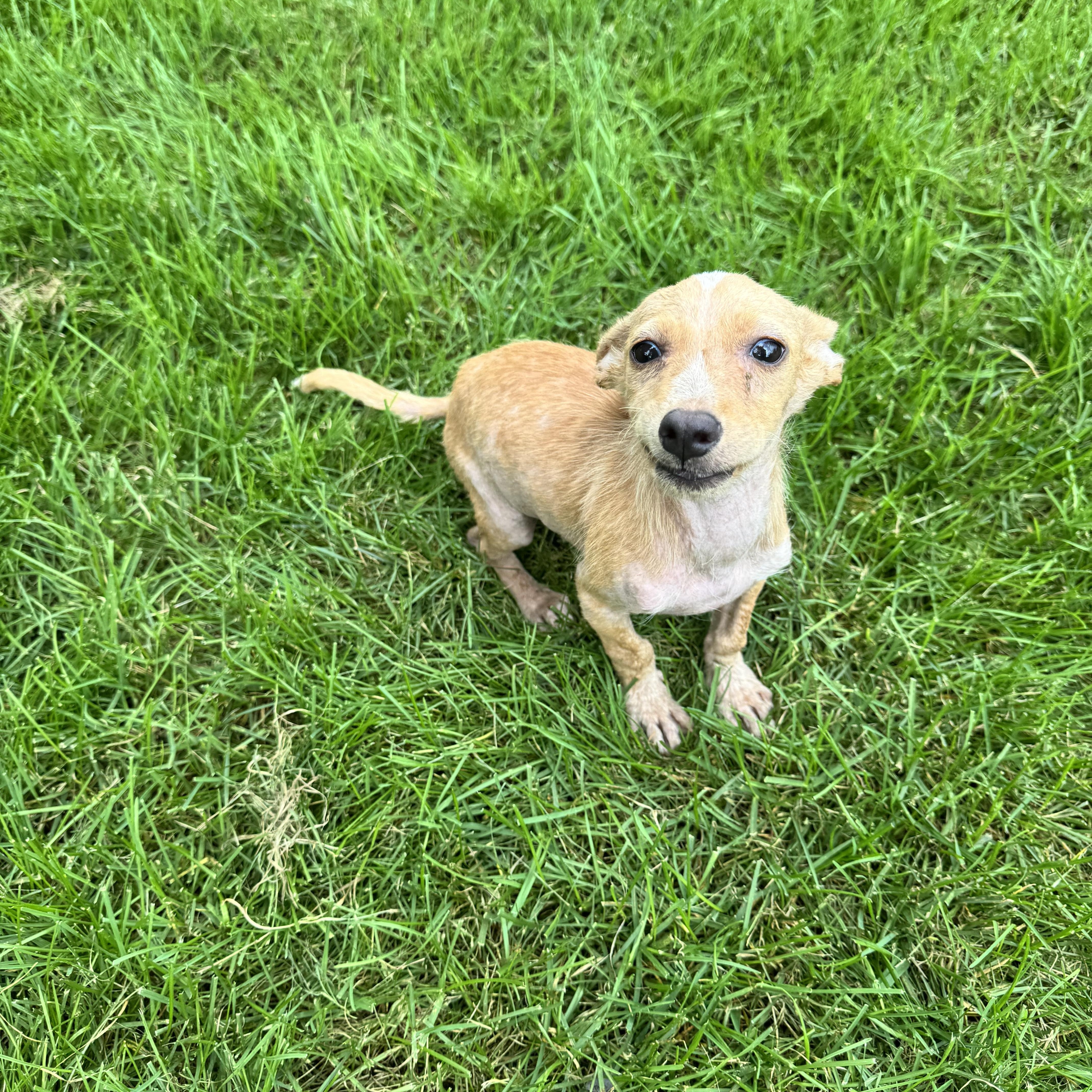 Enlarge Bandit, a Adoptable mixed breed in Warrenton, VA image 4/6