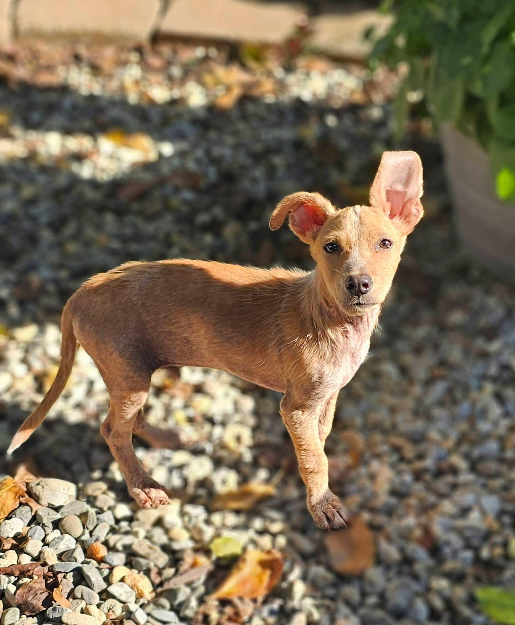 Enlarge Bandit, a Adoptable mixed breed in Warrenton, VA image 1/6