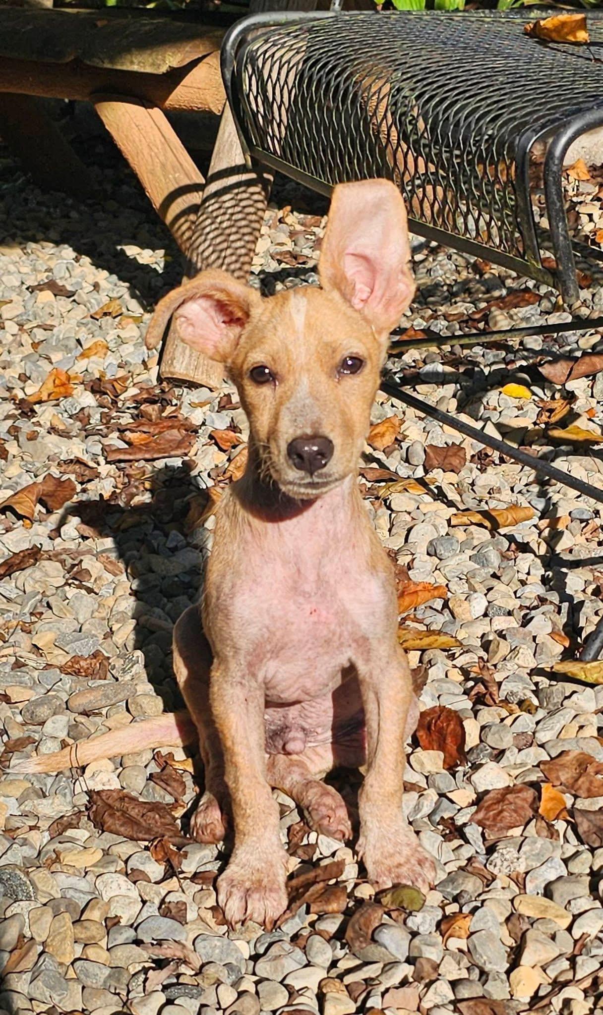 Enlarge Bandit, a Adoptable mixed breed in Warrenton, VA image 5/6