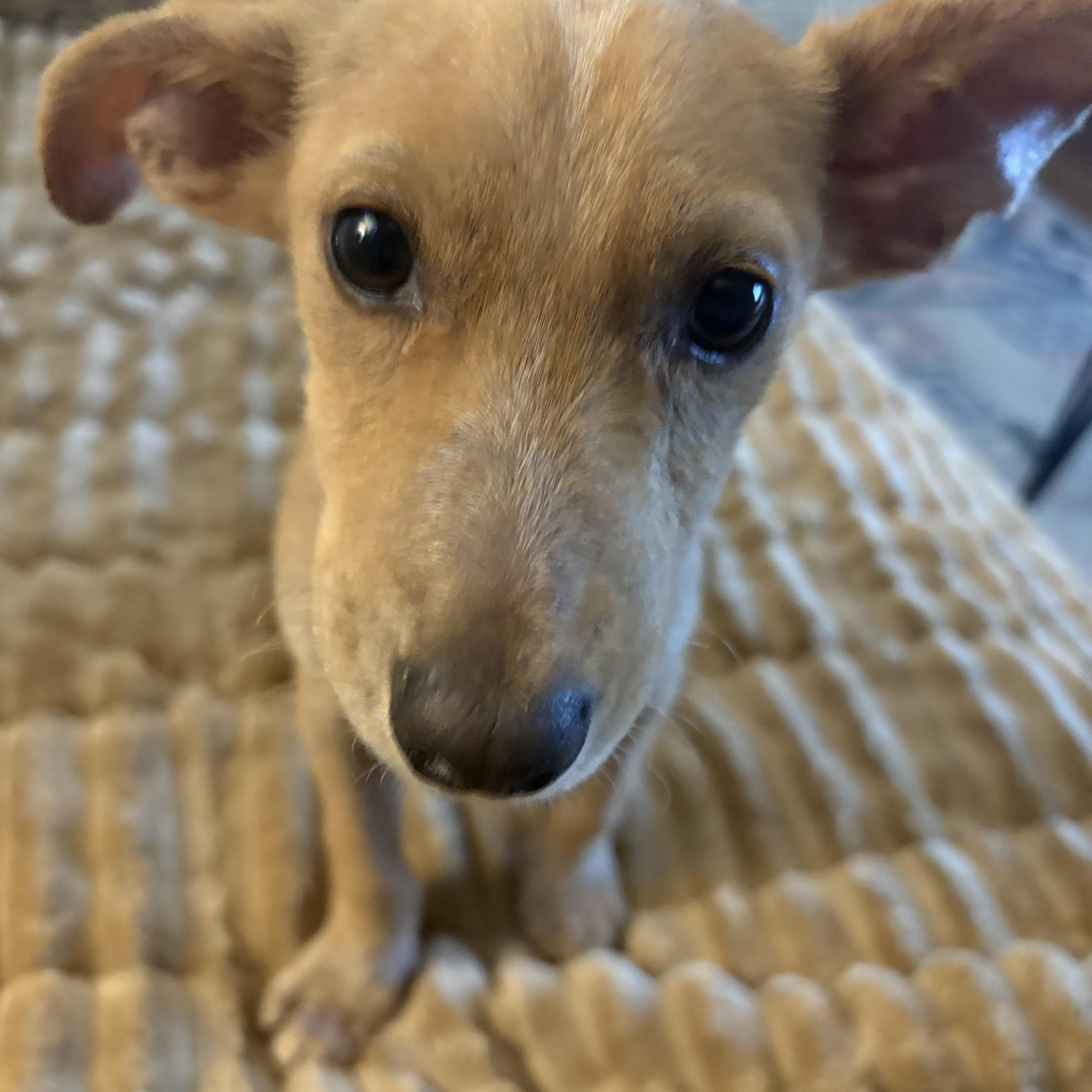 Enlarge Bandit, a Adoptable mixed breed in Warrenton, VA image 6/6