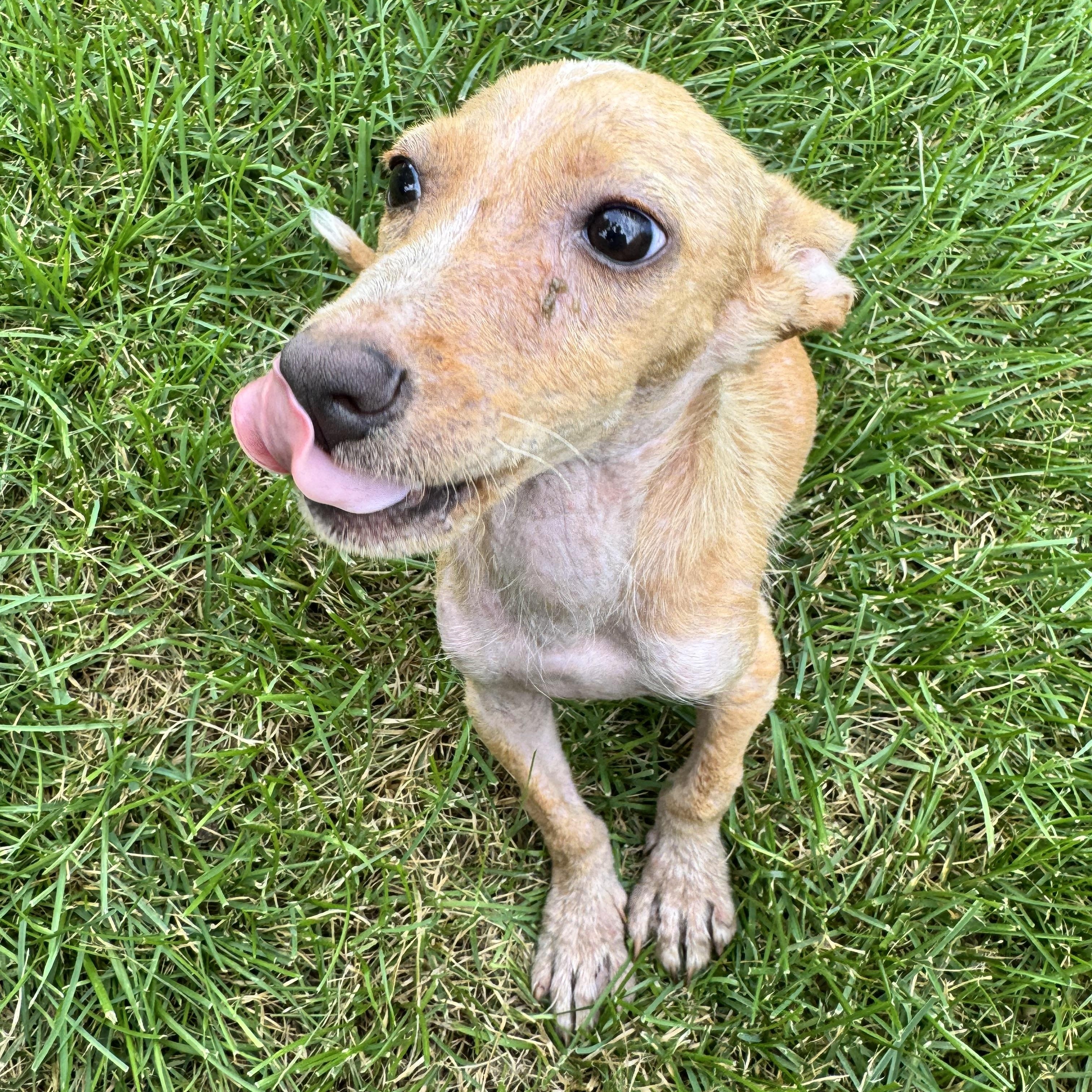 Enlarge Bandit, a Adoptable mixed breed in Warrenton, VA image 2/6