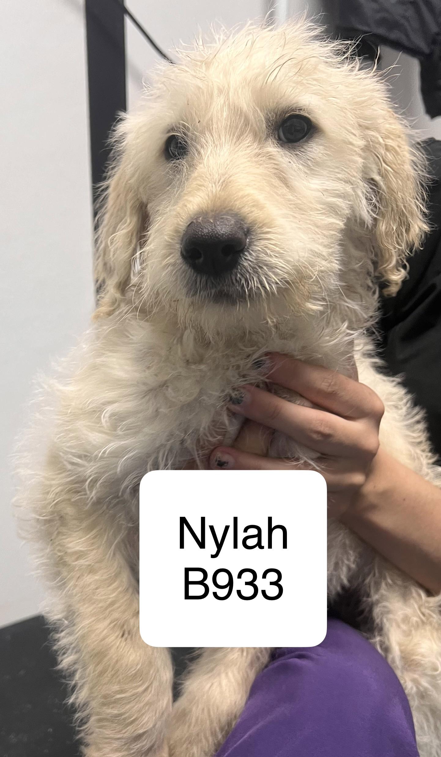 Nylah, adopted, Puppy Female Labrador Retriever & Poodle.