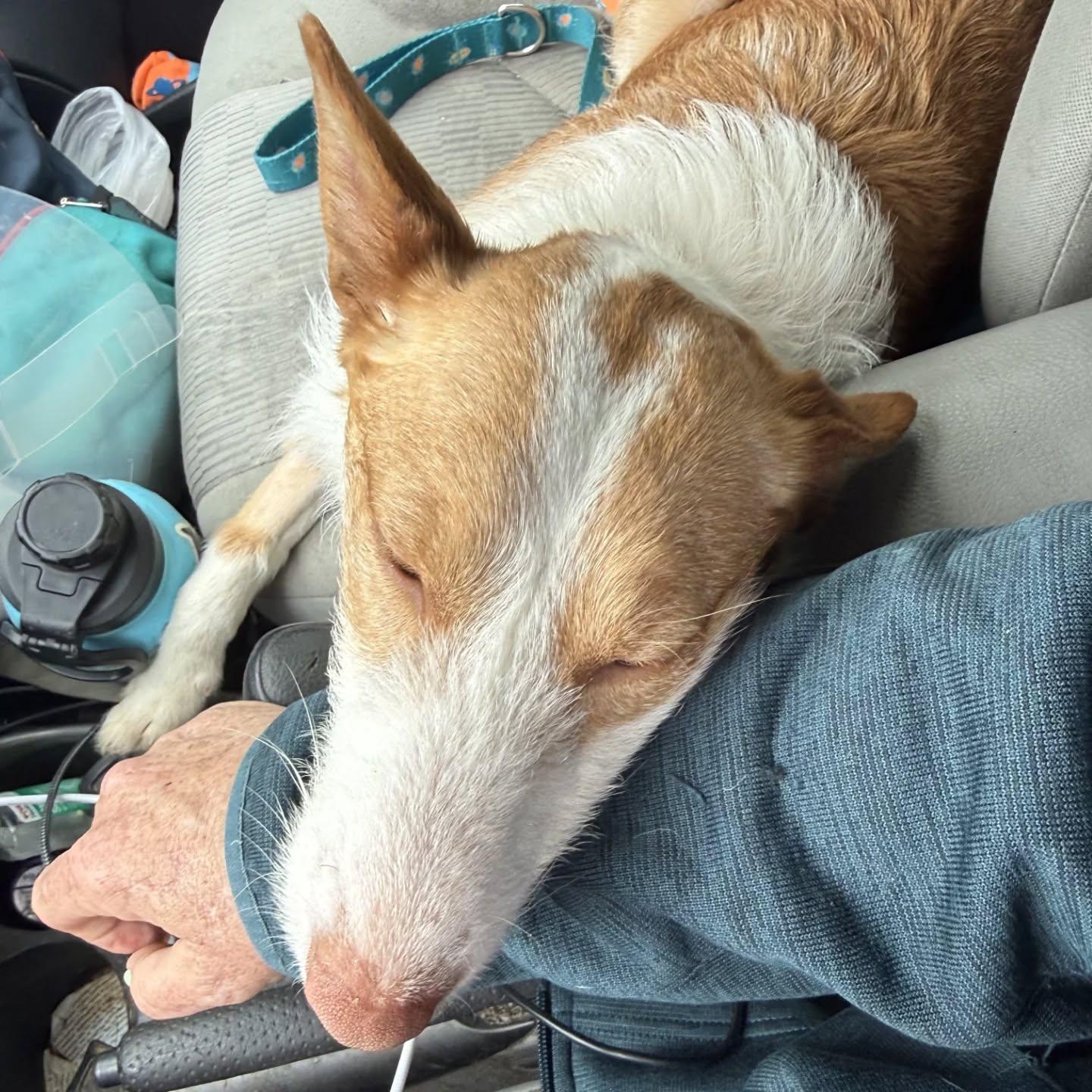 Enlarge Lola (needs foster or adopter. special needs. no fee), a Adoptable Portuguese Podengo in HANSON, MA image 6/6