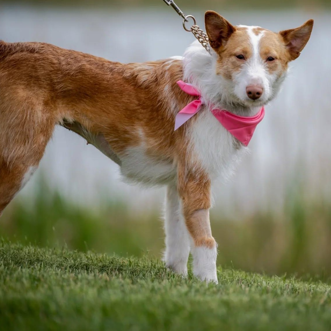 Enlarge Lola (needs foster or adopter. special needs. no fee), a Adoptable Portuguese Podengo in HANSON, MA image 2/6