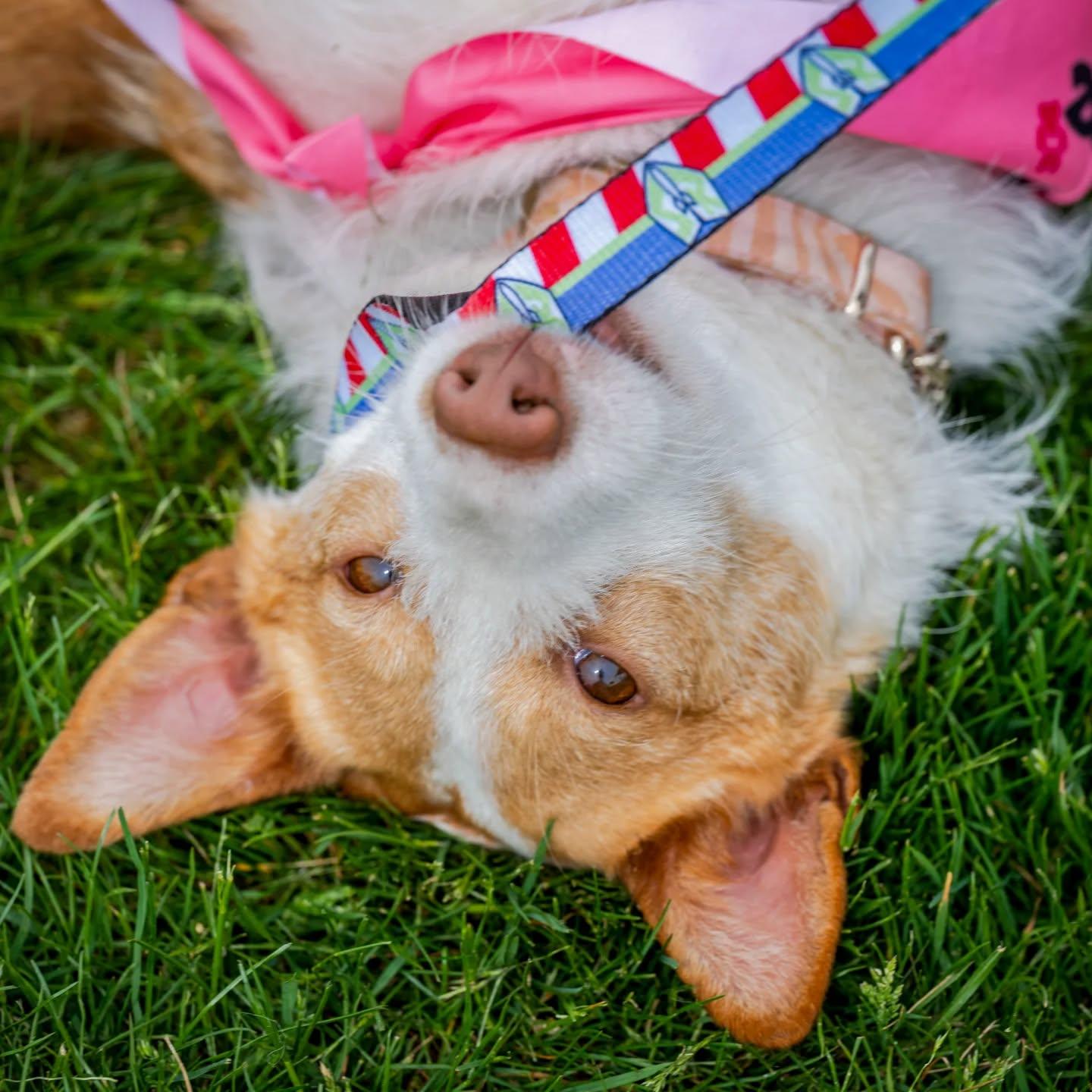 Enlarge Lola (needs foster or adopter. special needs. no fee), a Adoptable Portuguese Podengo in HANSON, MA image 3/6