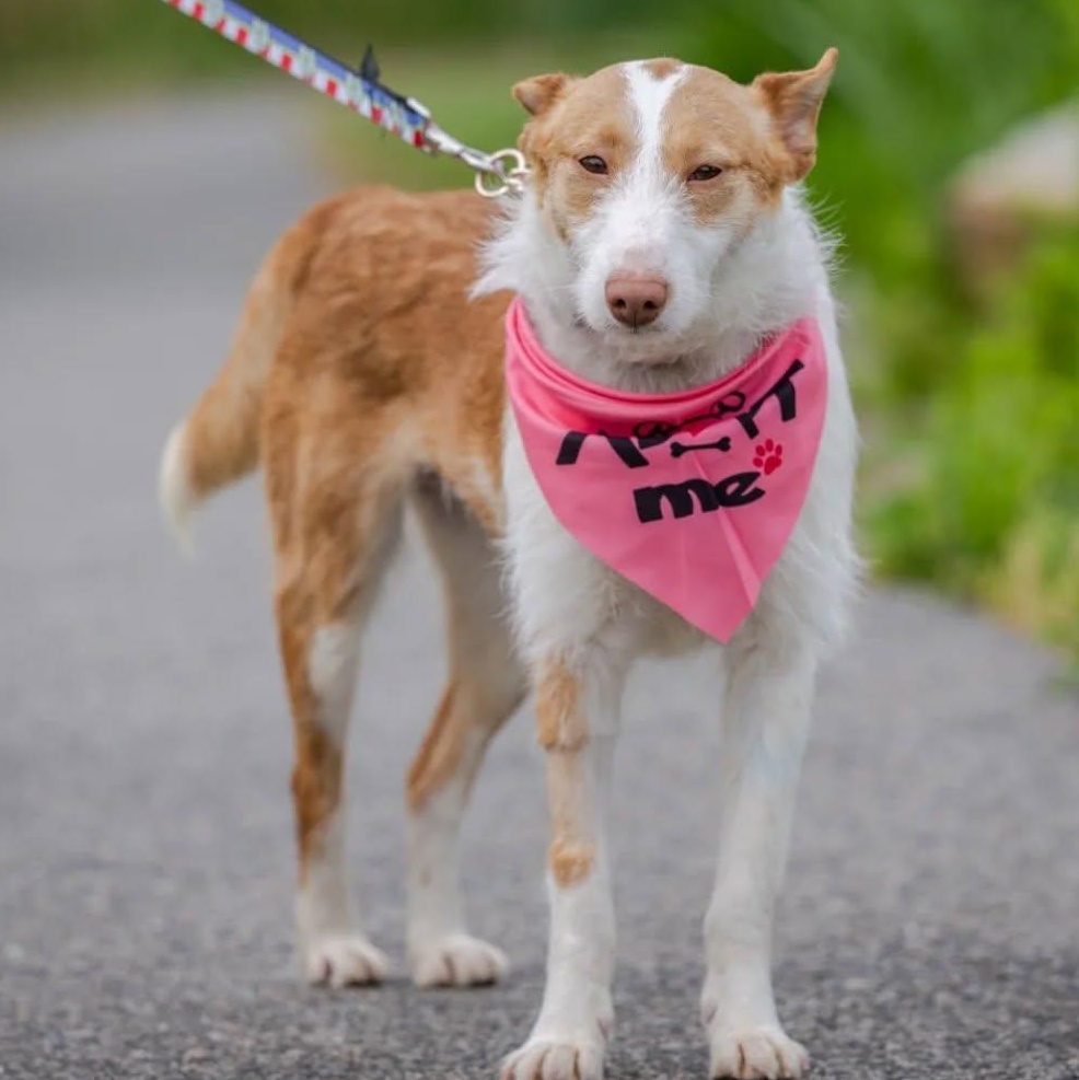 Lola (needs foster or adopter. special needs. no fee), Adoptable, Young Female Portuguese Podengo.