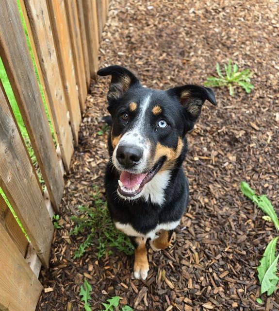 Enlarge HOOPZ, a Adoptable mixed breed in London, ON image 1/1