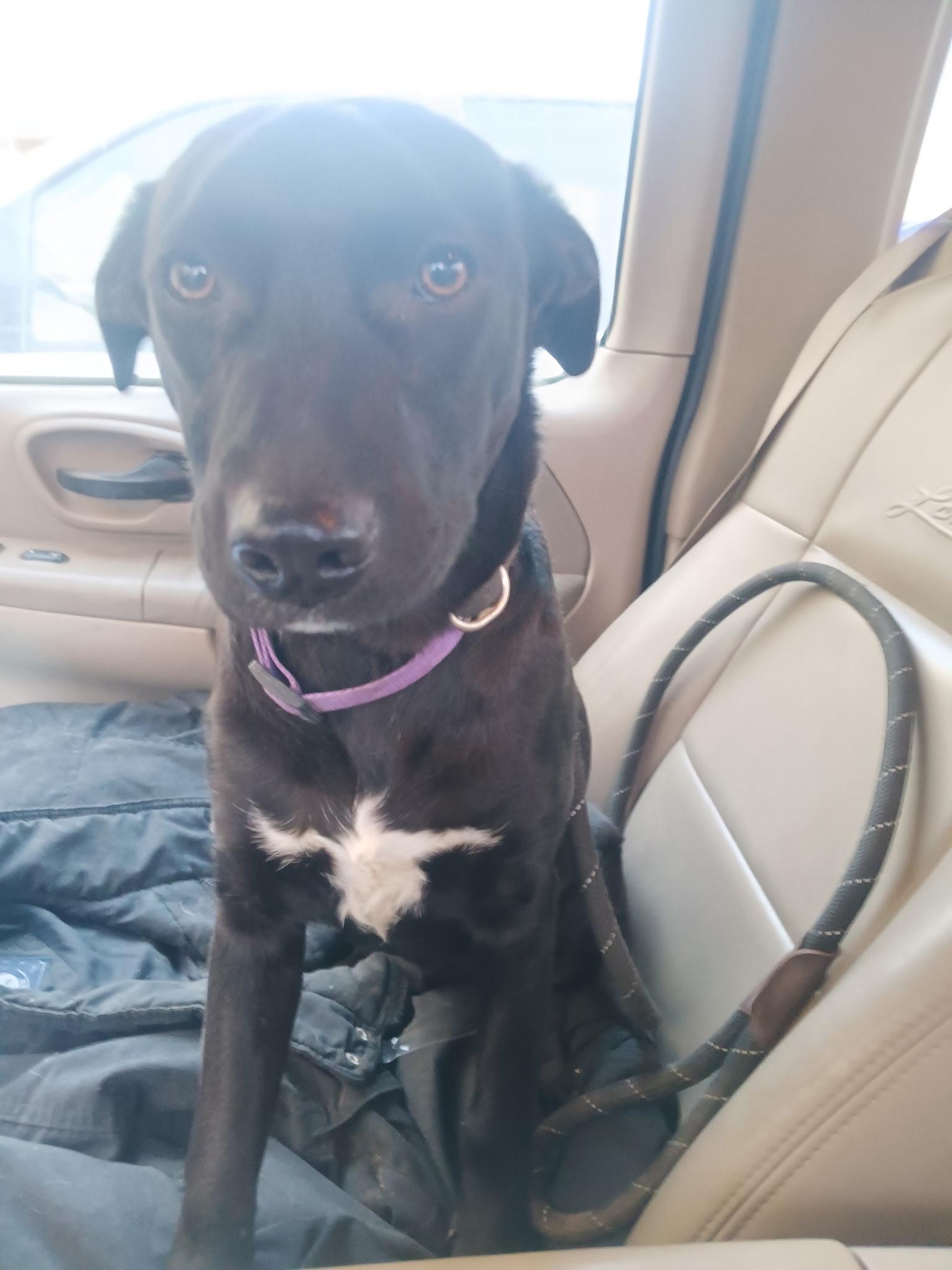 Enlarge Daisy, a Adoptable mixed breed in Spring, TX image 2/2