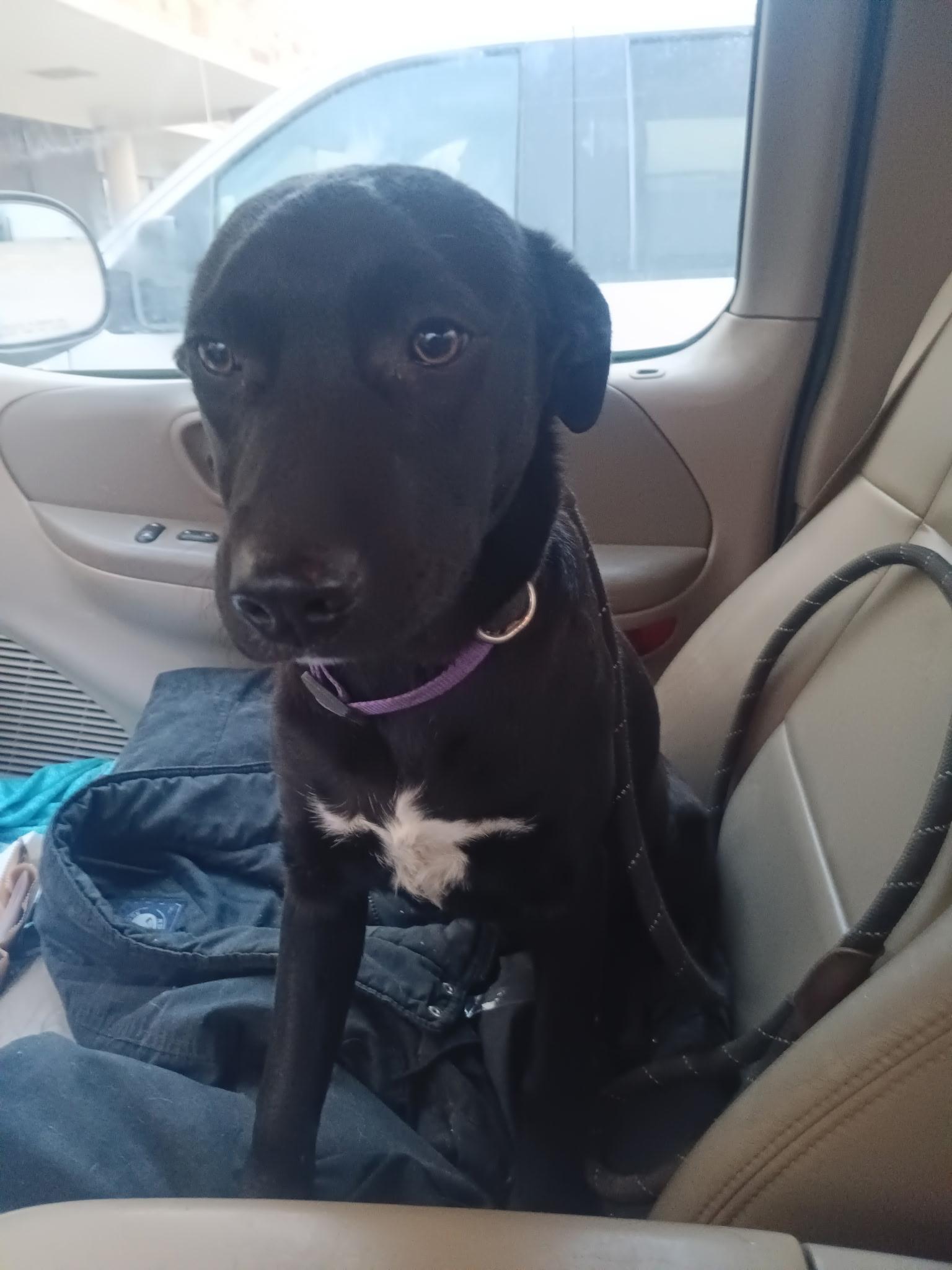 Enlarge Daisy, a Adoptable mixed breed in Spring, TX image 1/2