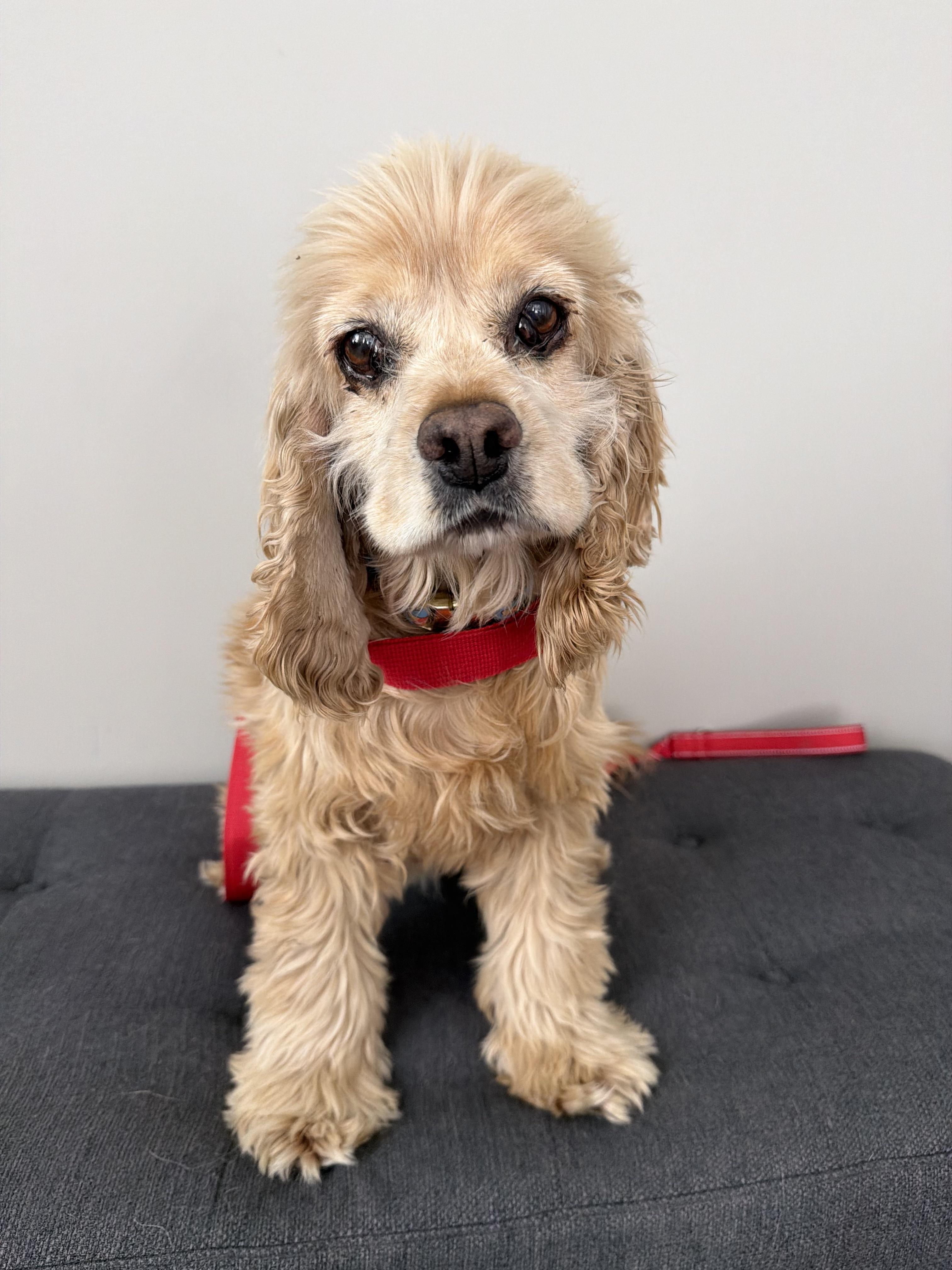 Dean, Adoptable, Adult Male Cocker Spaniel.