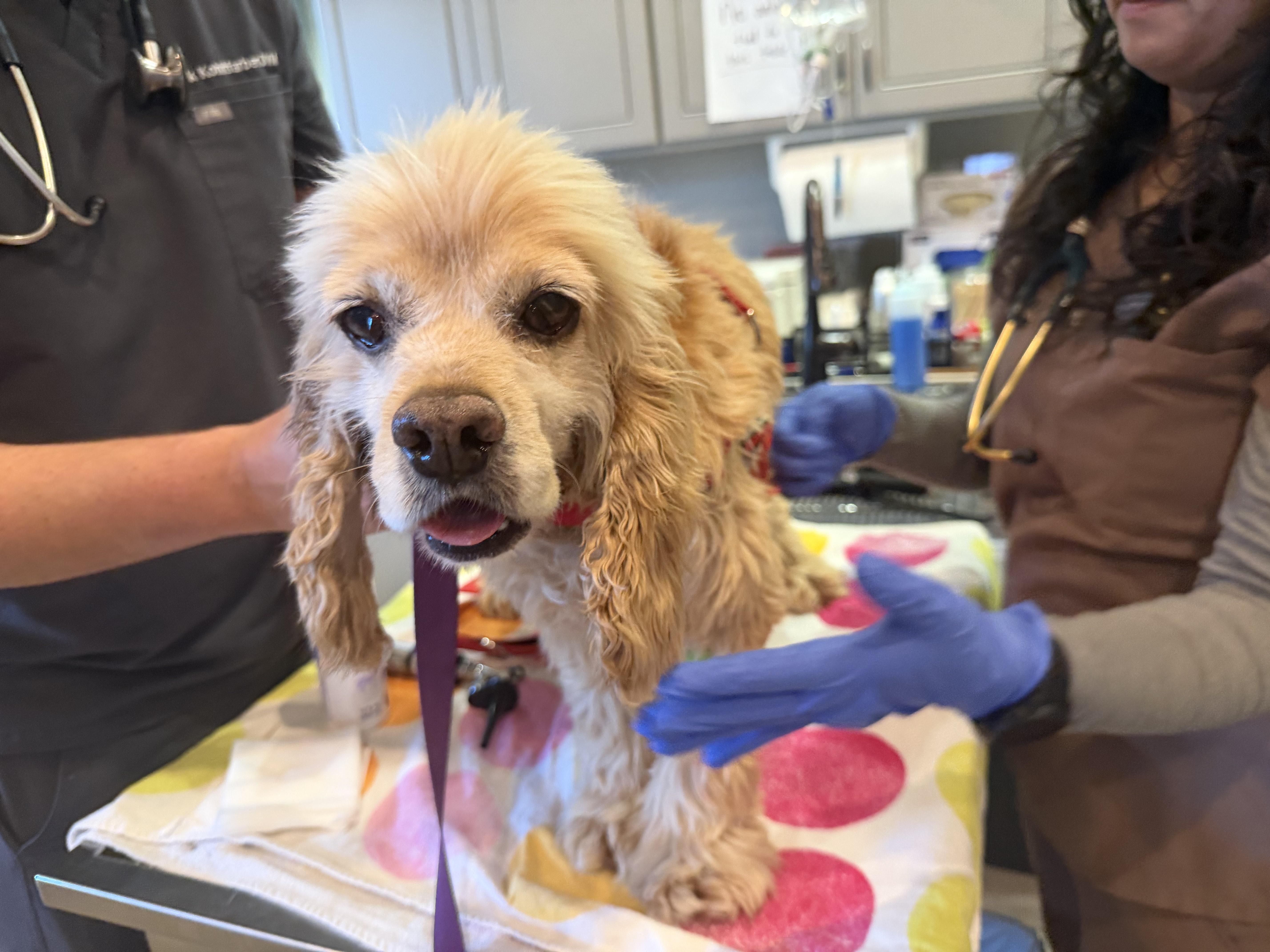 Dean, a Adoptable Cocker Spaniel in Sherman Oaks, CA image 2/3