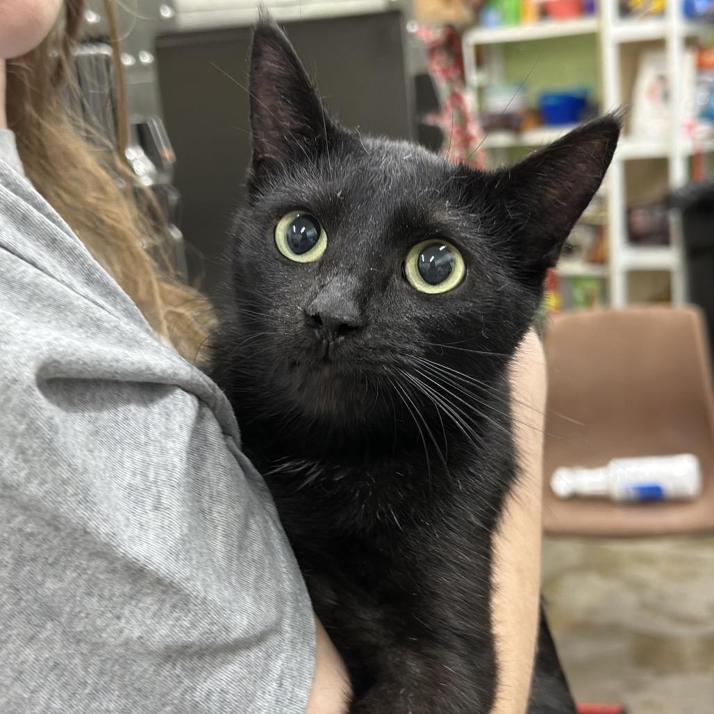 Rae, Adoptable, Young Female Domestic Short Hair.