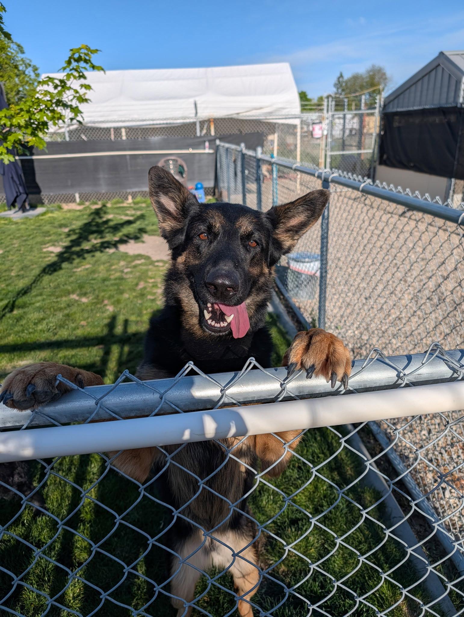 Enlarge Wonder, a Adopted German Shepherd Dog in Emmett, ID image 1/3