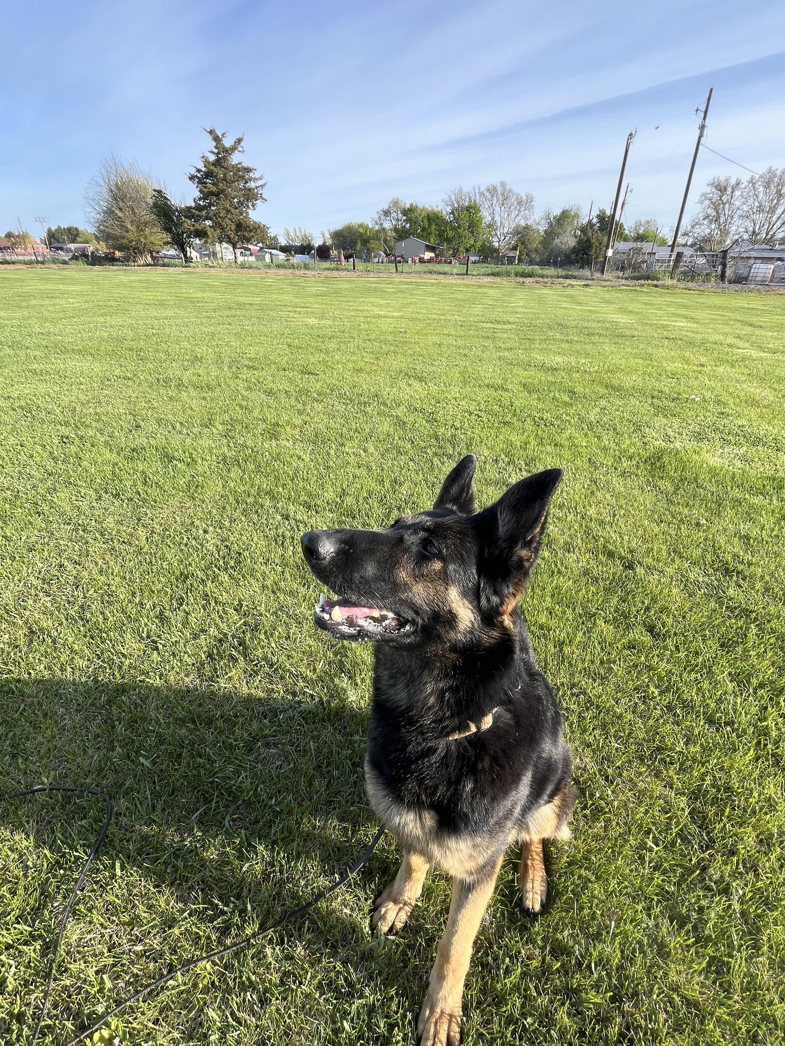 Enlarge Wonder, a Adopted German Shepherd Dog in Emmett, ID image 2/3