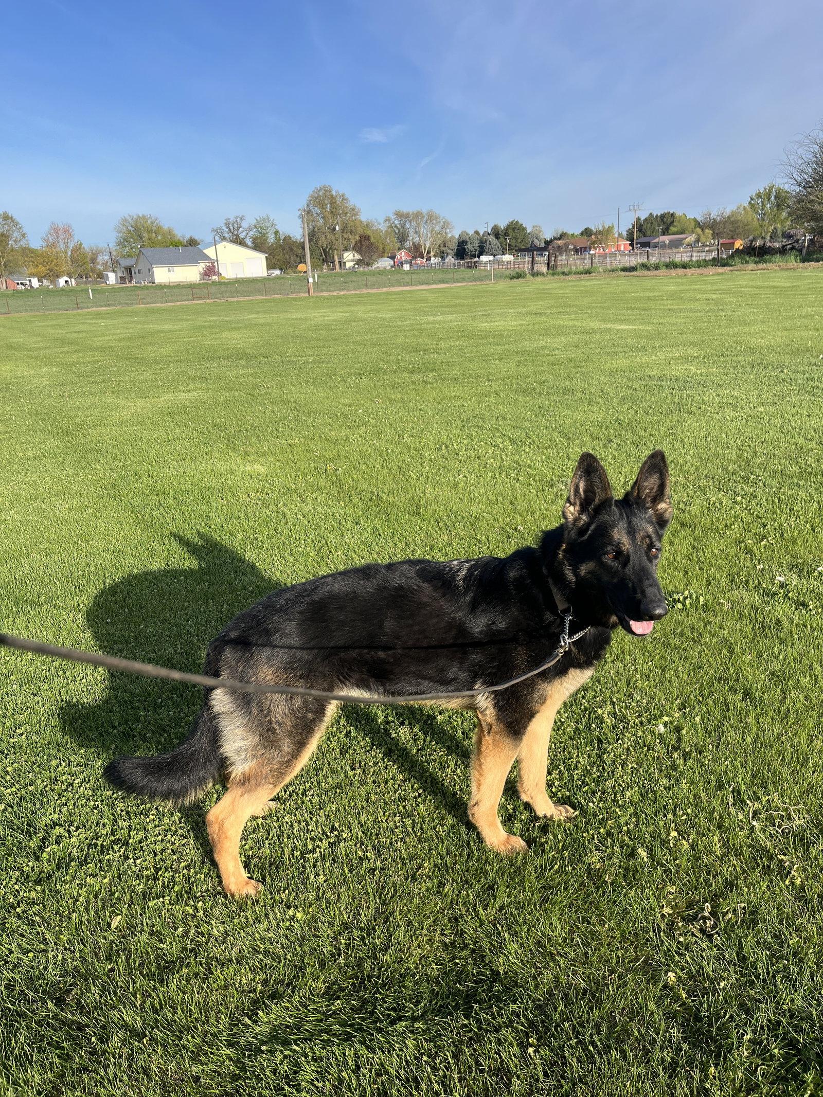 Enlarge Wonder, a Adopted German Shepherd Dog in Emmett, ID image 3/3