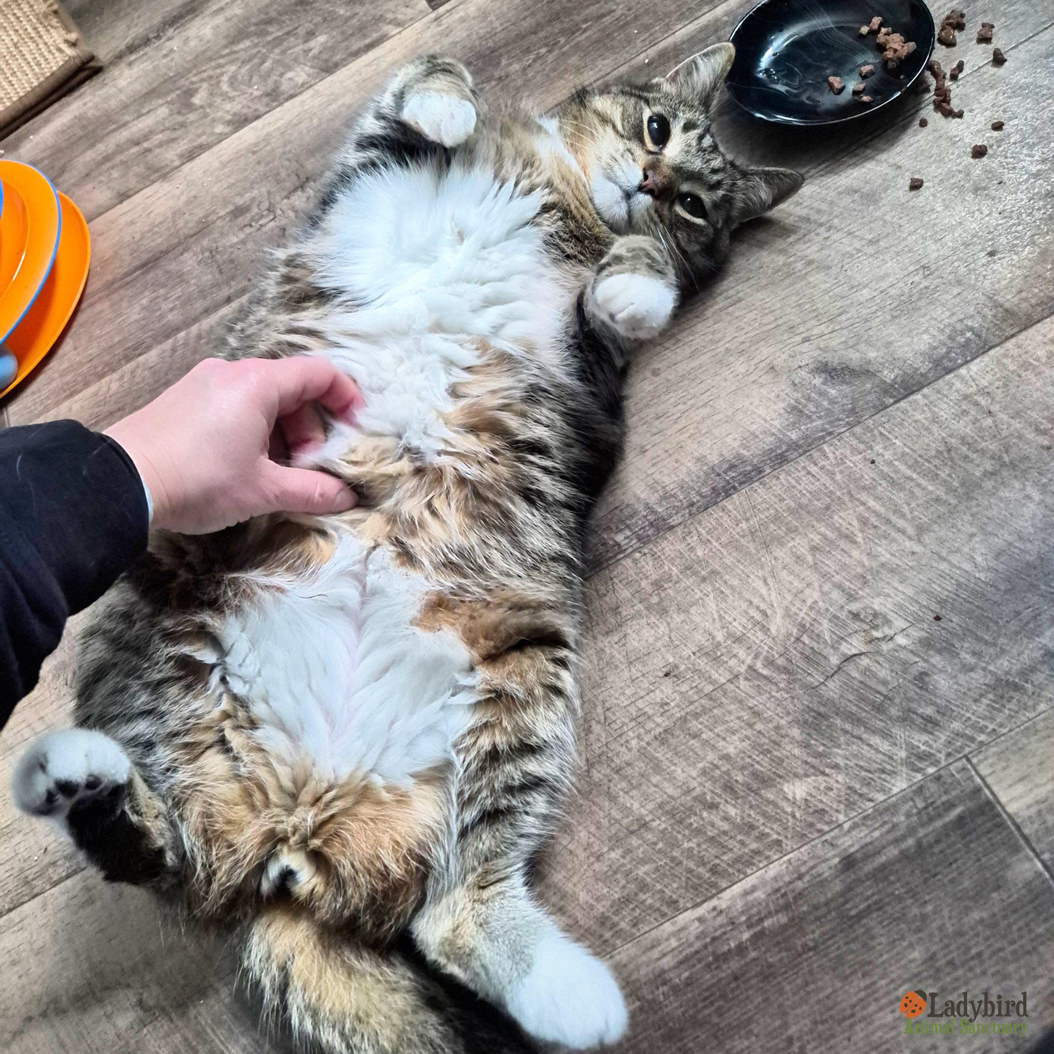 Enlarge Pongo, an adopted mixed breed in Hamilton, ON image 3/5