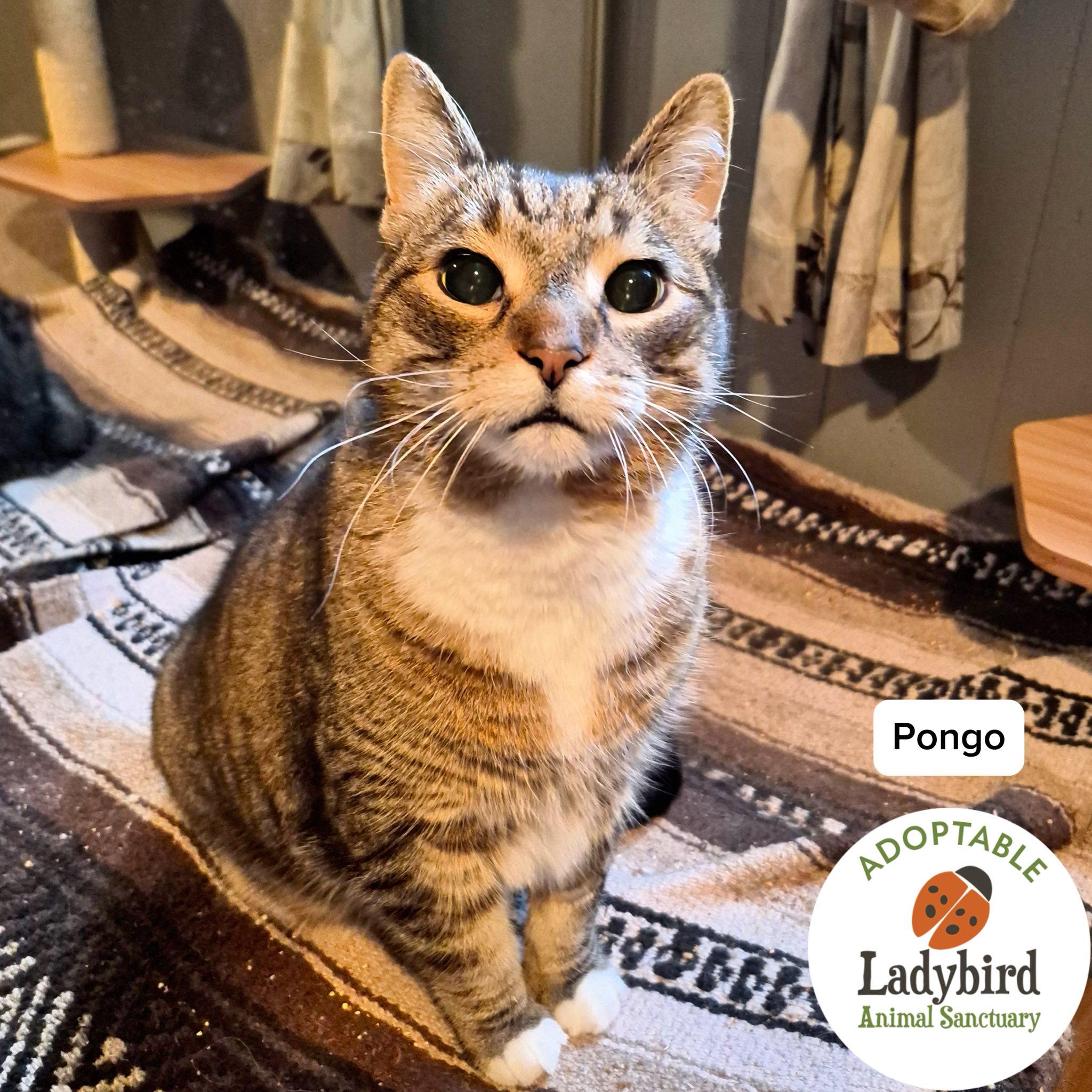 Enlarge Pongo, an adopted mixed breed in Hamilton, ON image 4/5