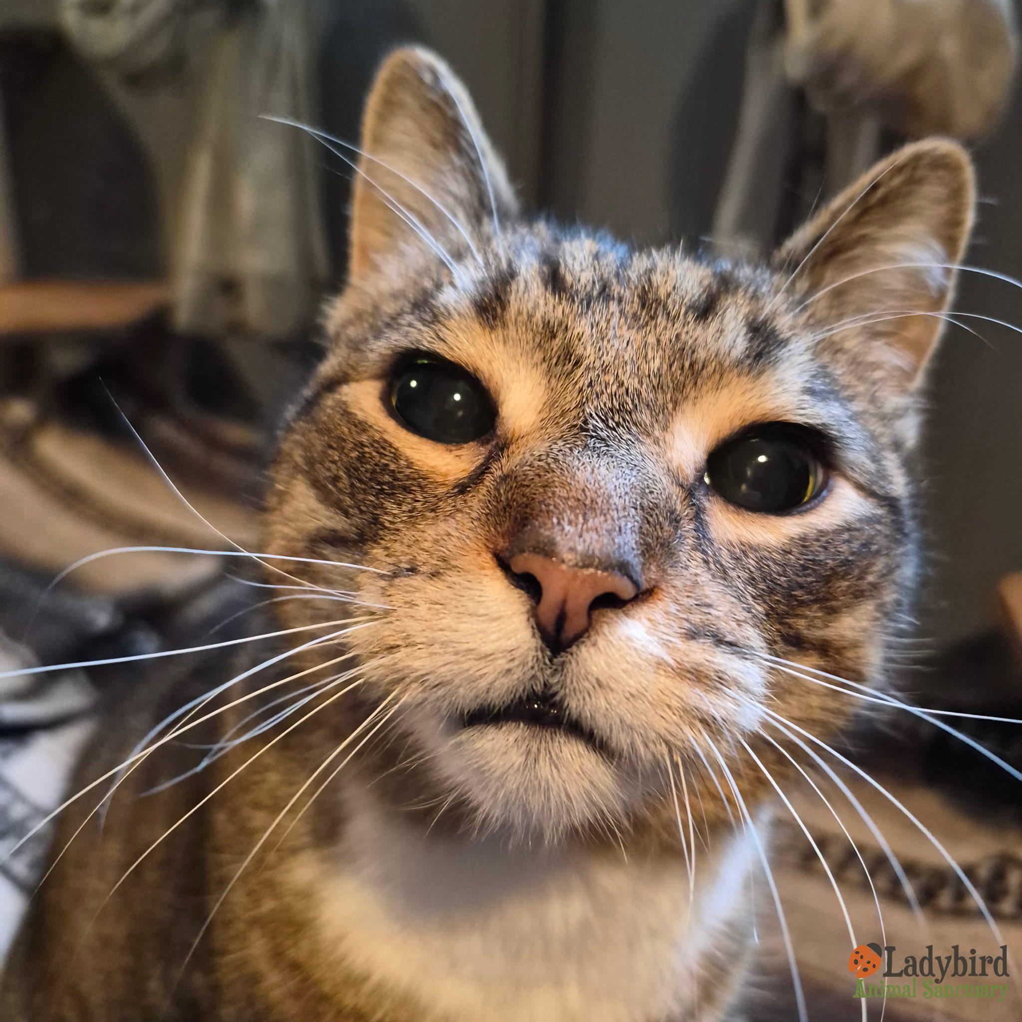 Pongo, adopted, Senior Male Domestic Short Hair.