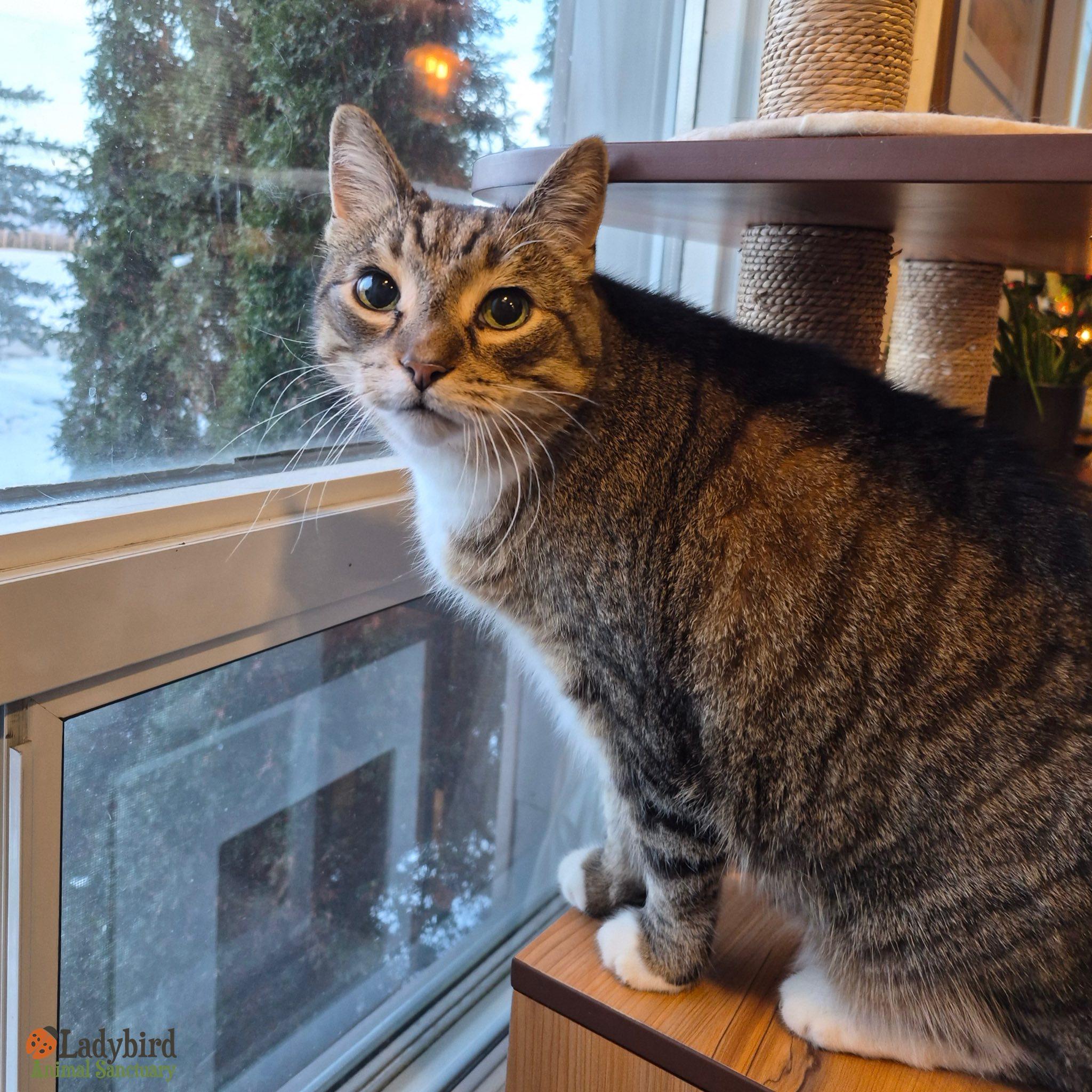 Enlarge Pongo, an adopted mixed breed in Hamilton, ON image 5/5