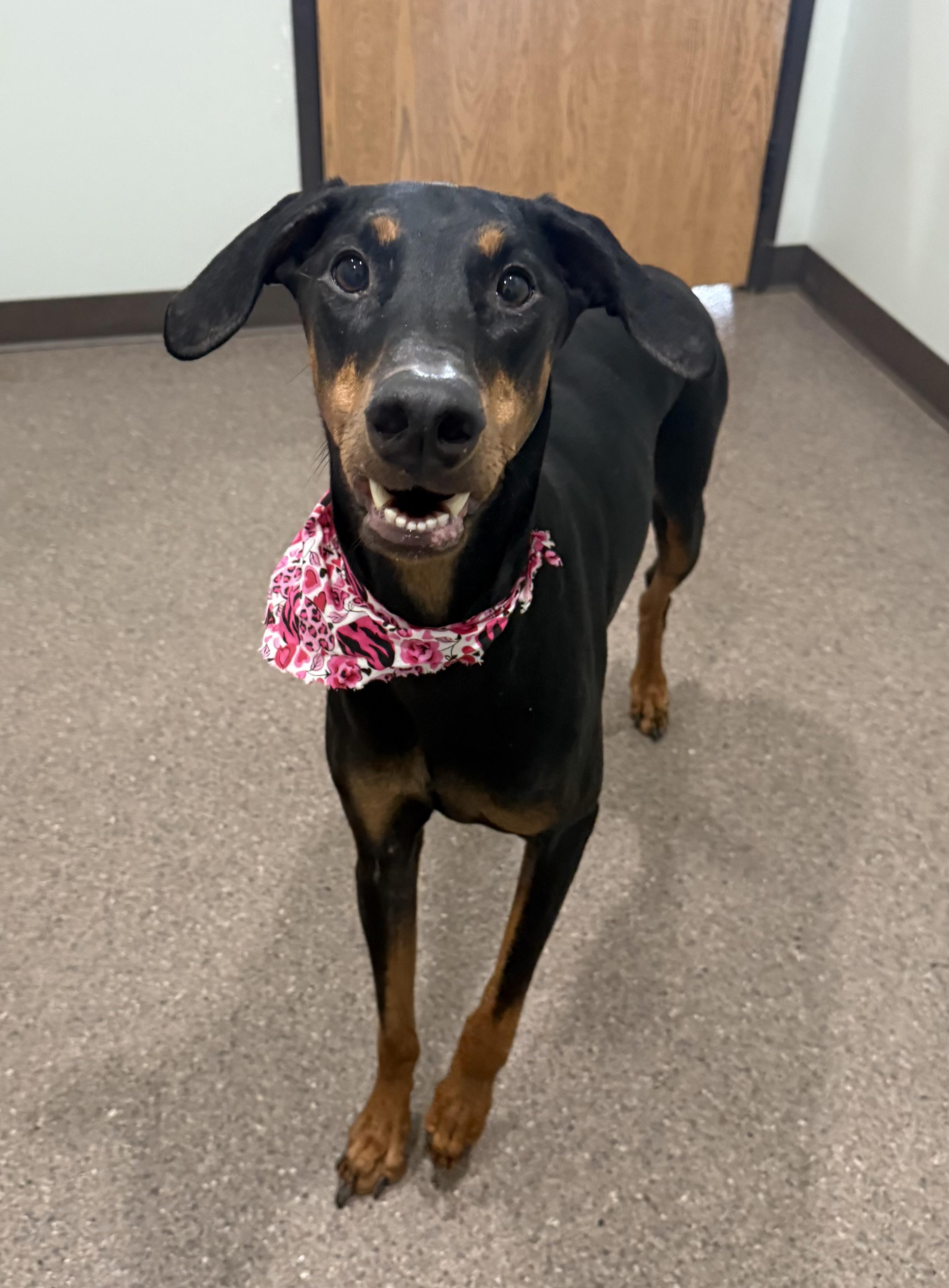 Enlarge Angel, an adopted Doberman Pinscher in Sault Sainte Marie, MI image 1/2