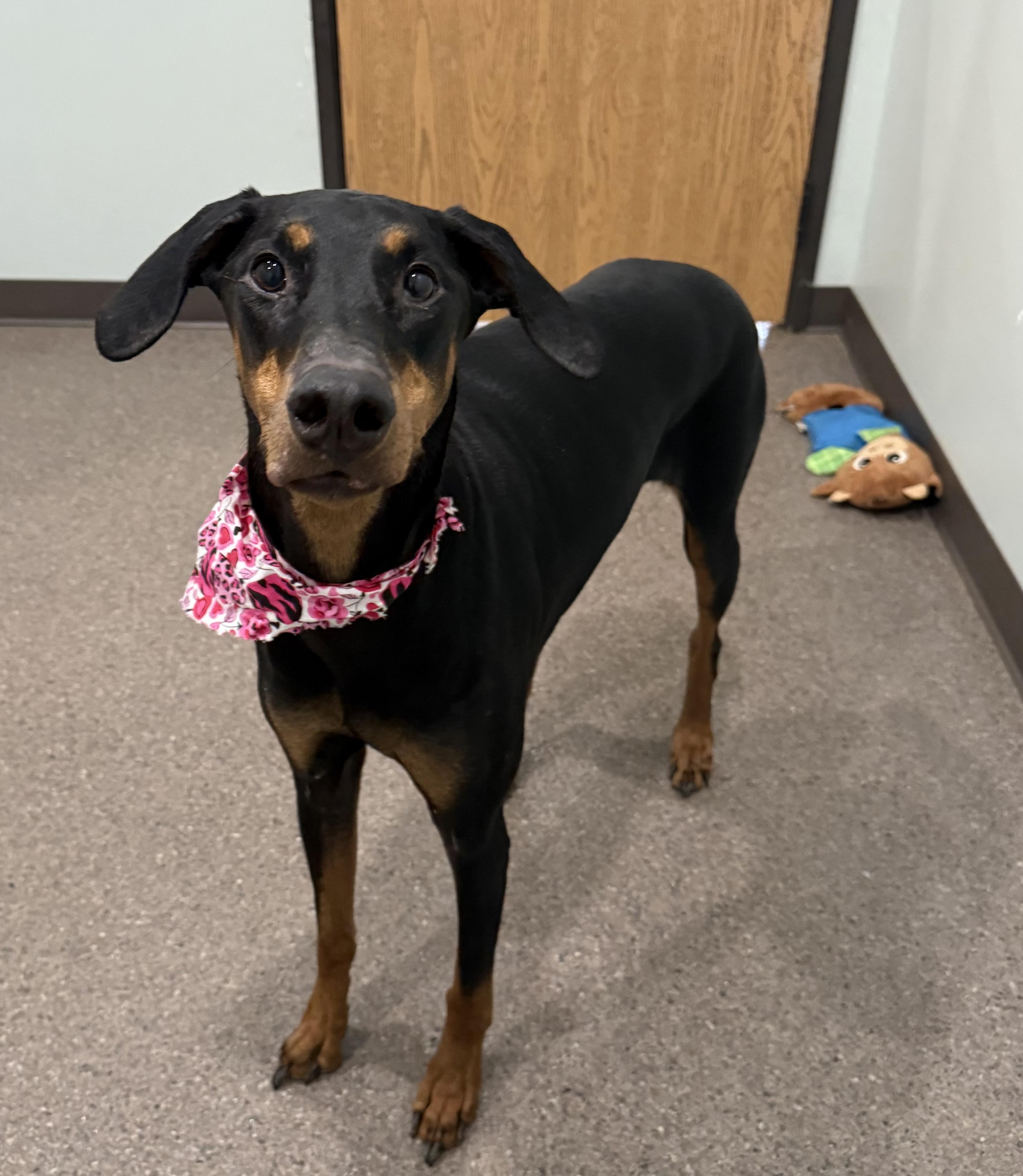 Enlarge Angel, an adopted Doberman Pinscher in Sault Sainte Marie, MI image 2/2