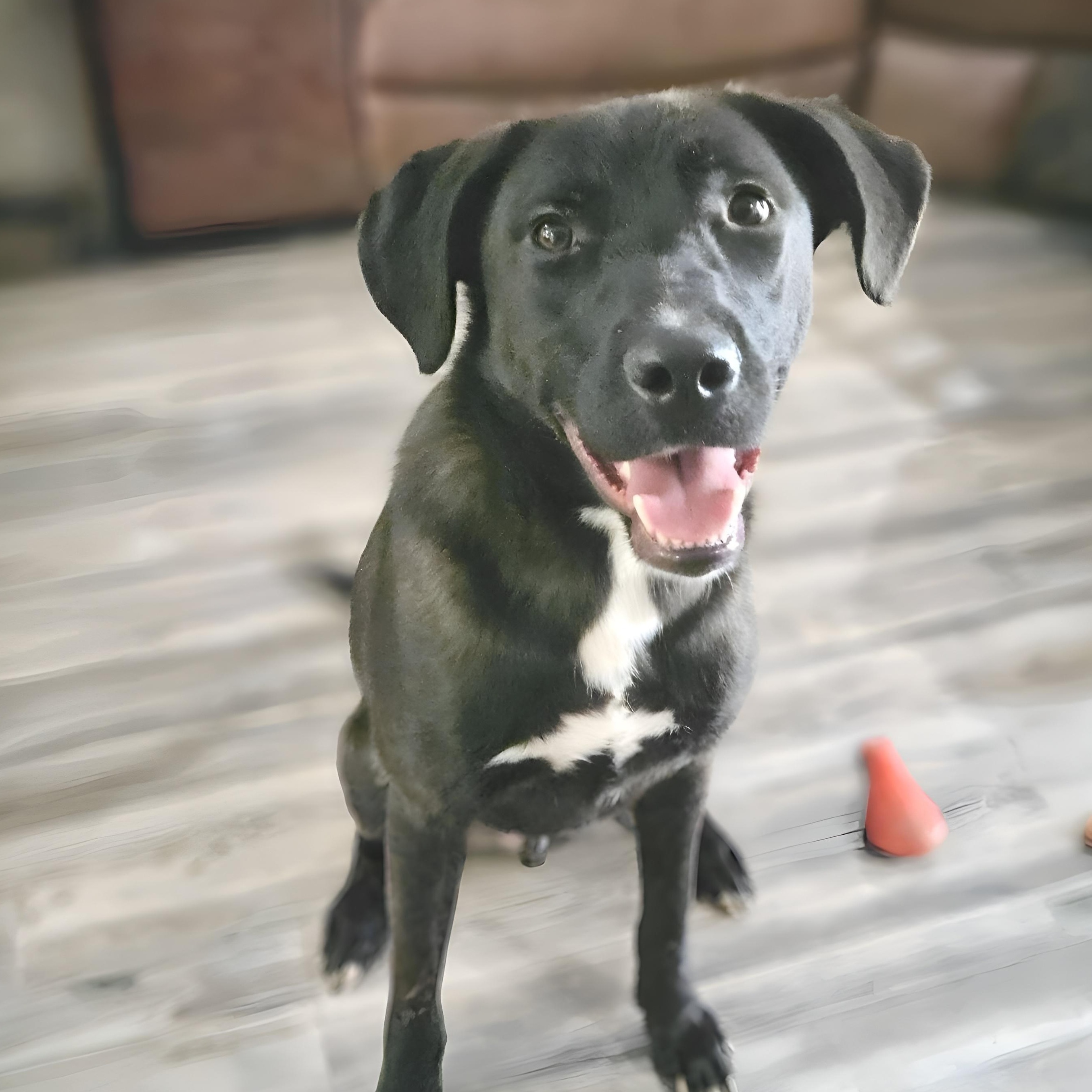 Ash, Adoptable, Young Male Shepherd.