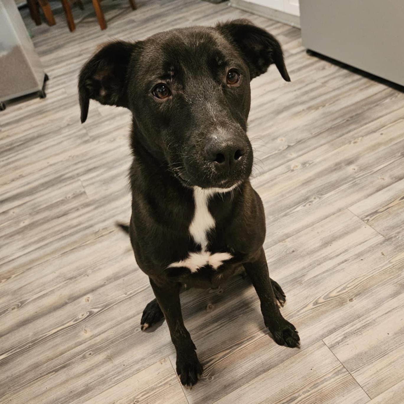 Ash, a Adoptable mixed breed in Plainville, CT image 3/5