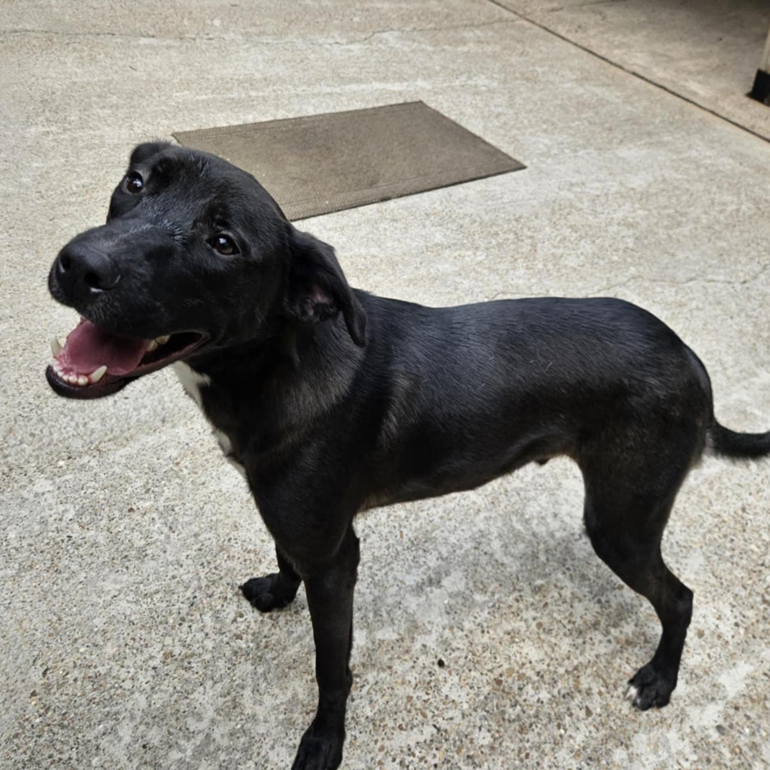 Ash, a Adoptable mixed breed in Plainville, CT image 2/5