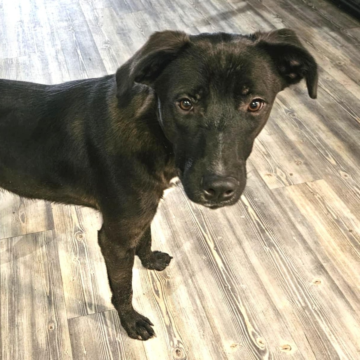 Ash, a Adoptable mixed breed in Plainville, CT image 4/5