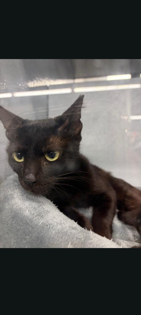 Grace, Adoptable, Kitten Female Domestic Short Hair.