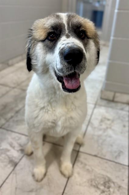 DUCKY, Adoptable, Young Male Great Pyrenees.