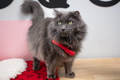 Sterling, Adoptable, Adult Male Domestic Long Hair & Domestic Short Hair.